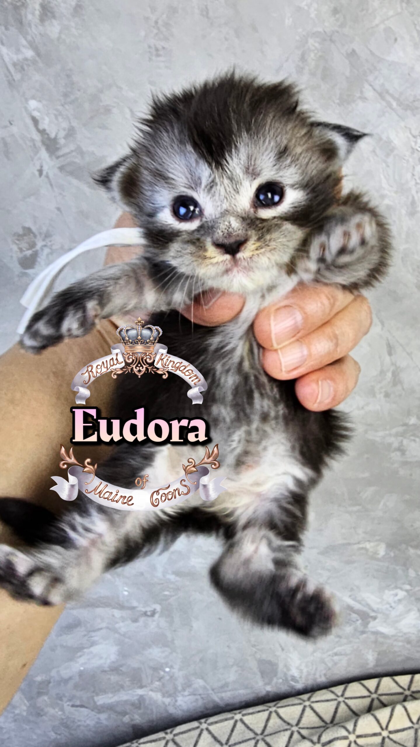 photocollage_2026322281429