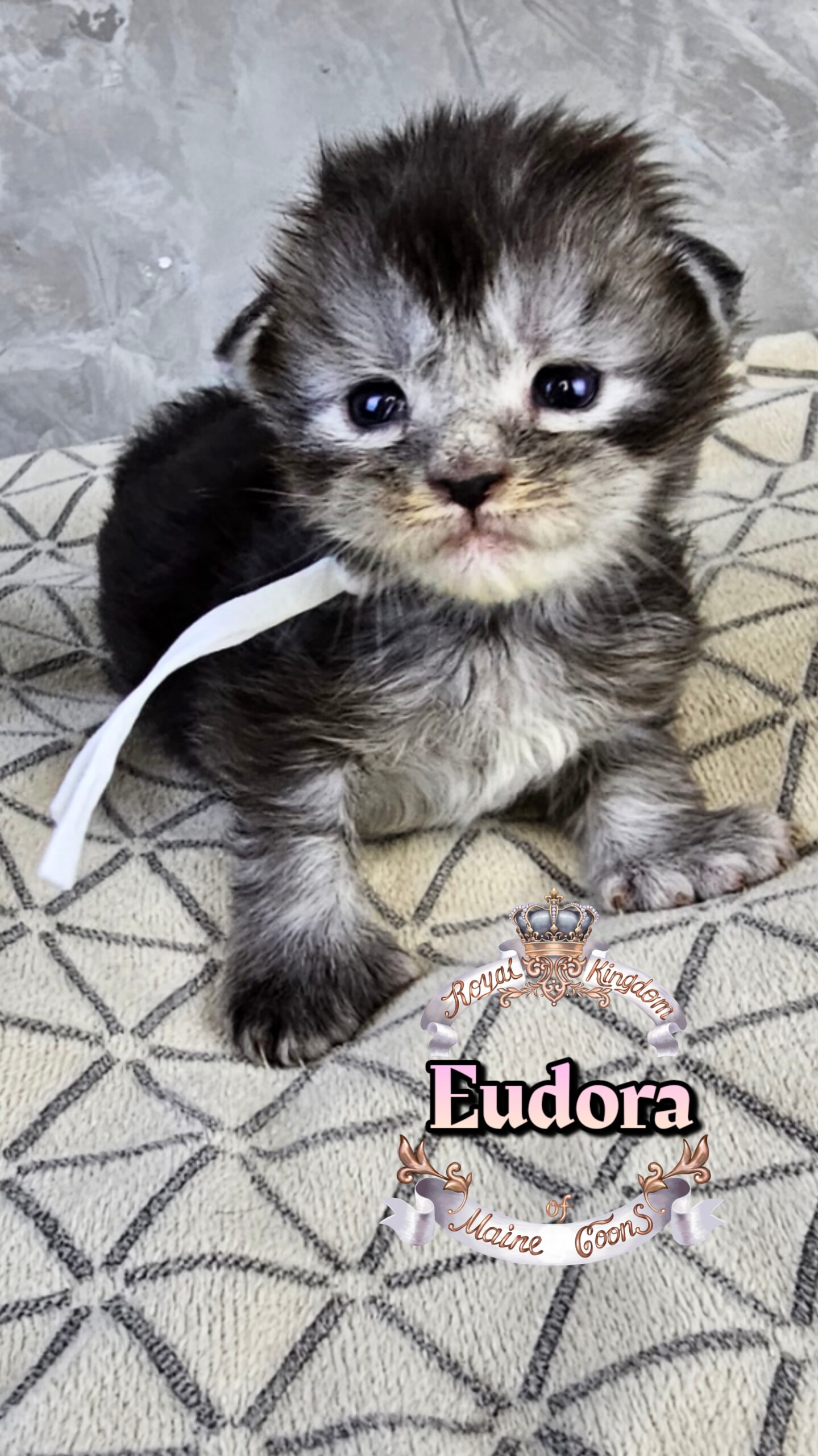 photocollage_20263222833771