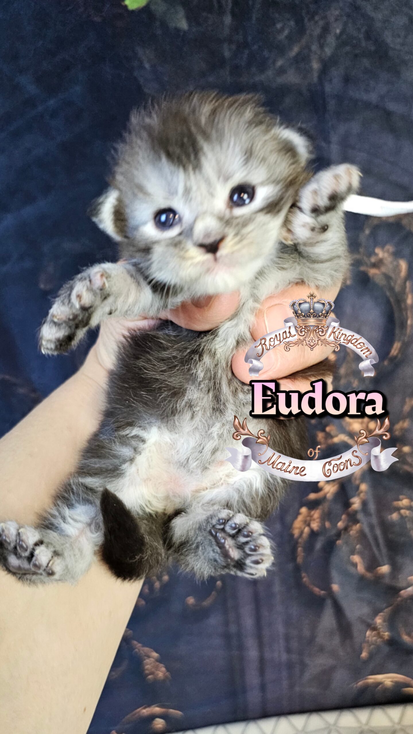 photocollage_20263222957600