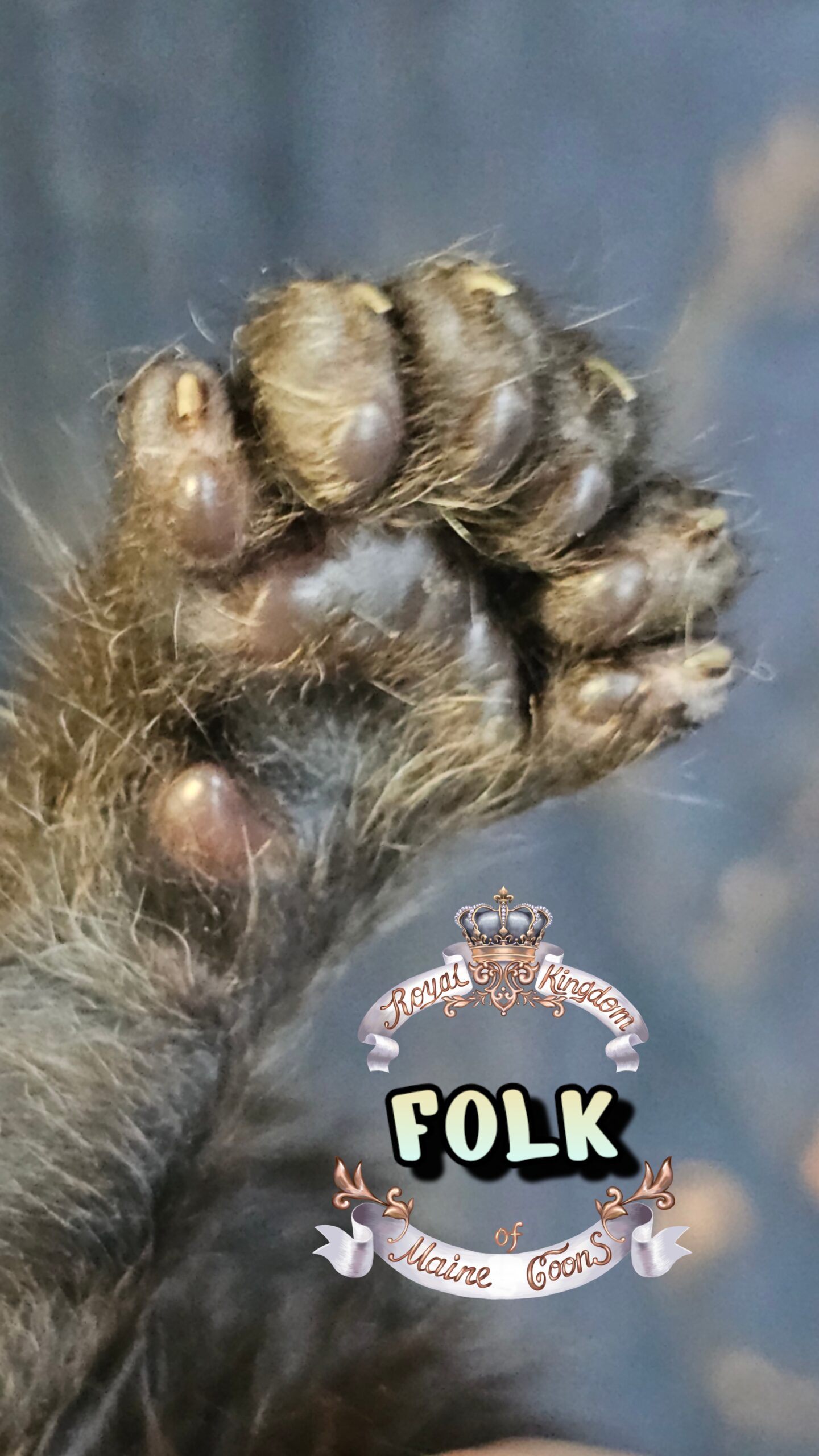 photocollage_20263271554454