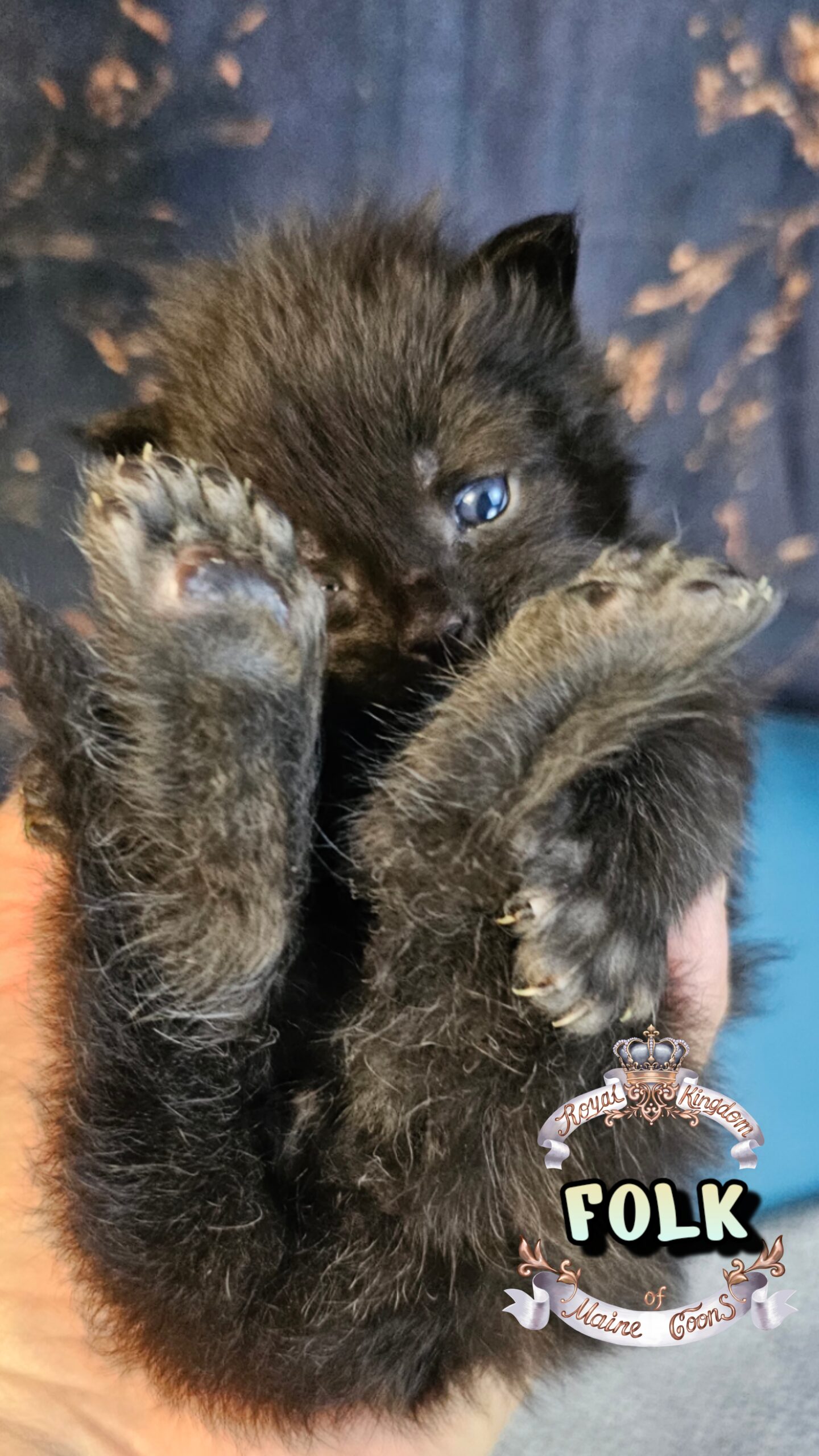 photocollage_20263271556481