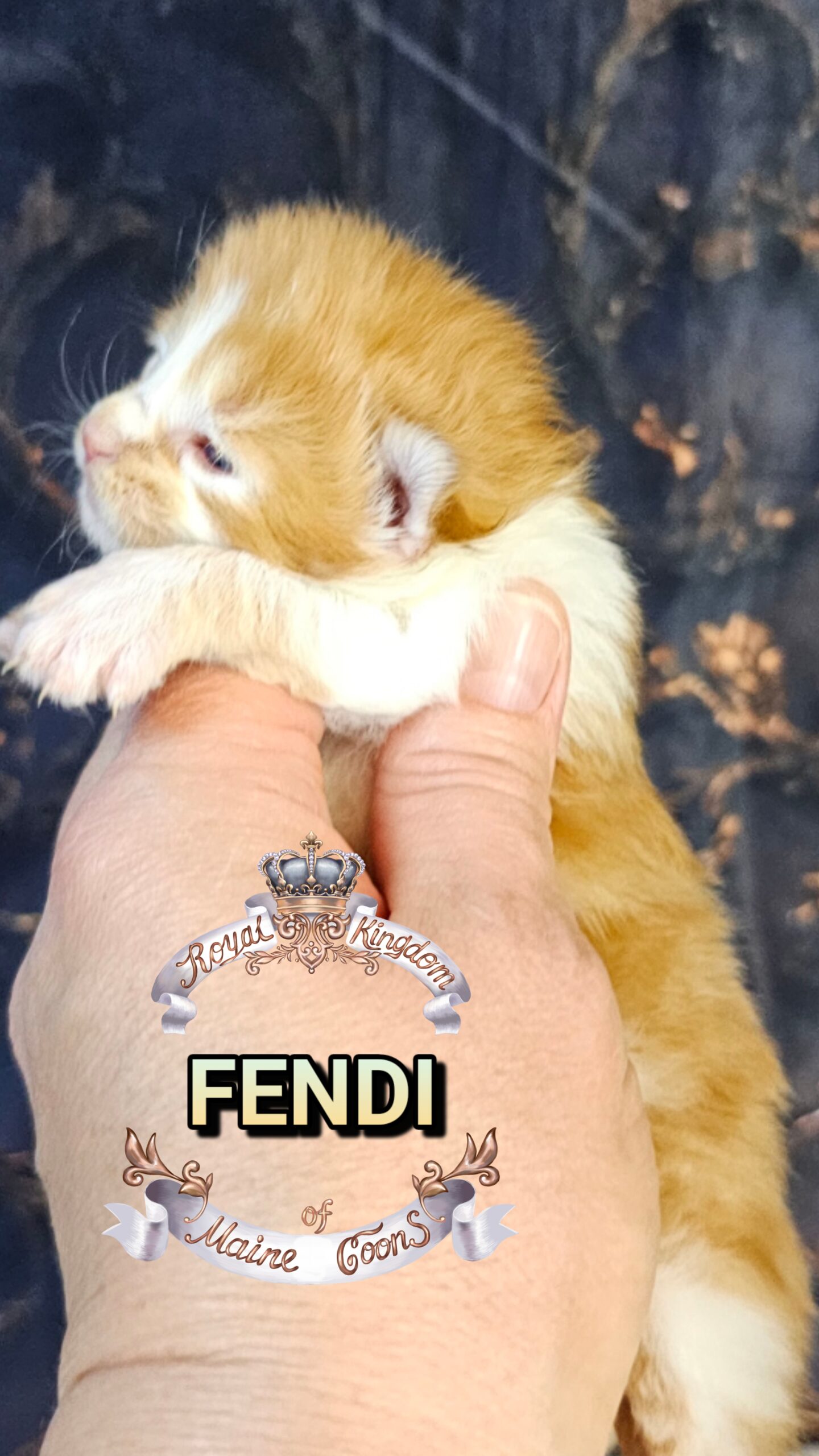 photocollage_202632715613815