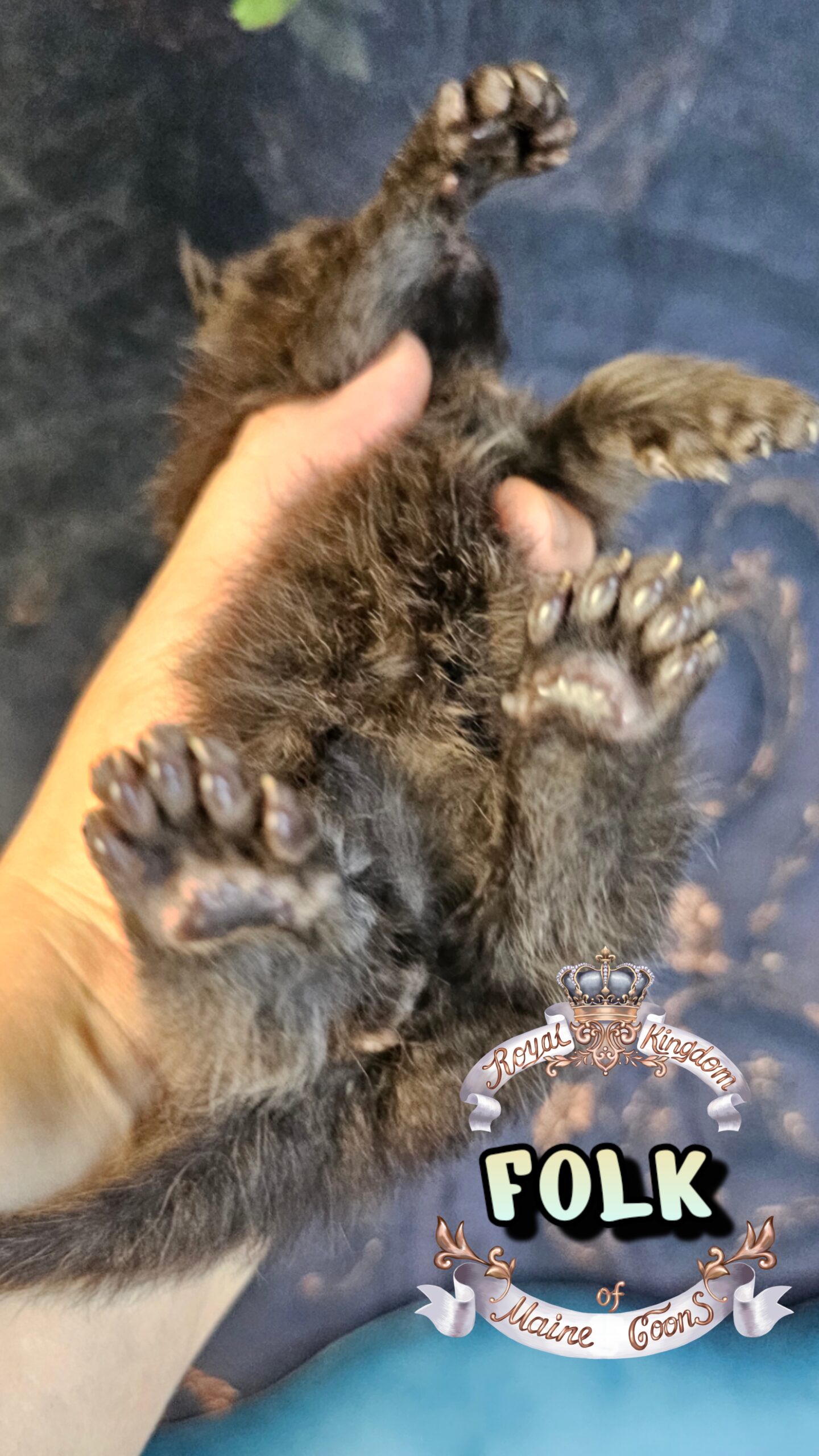 photocollage_202632715615742