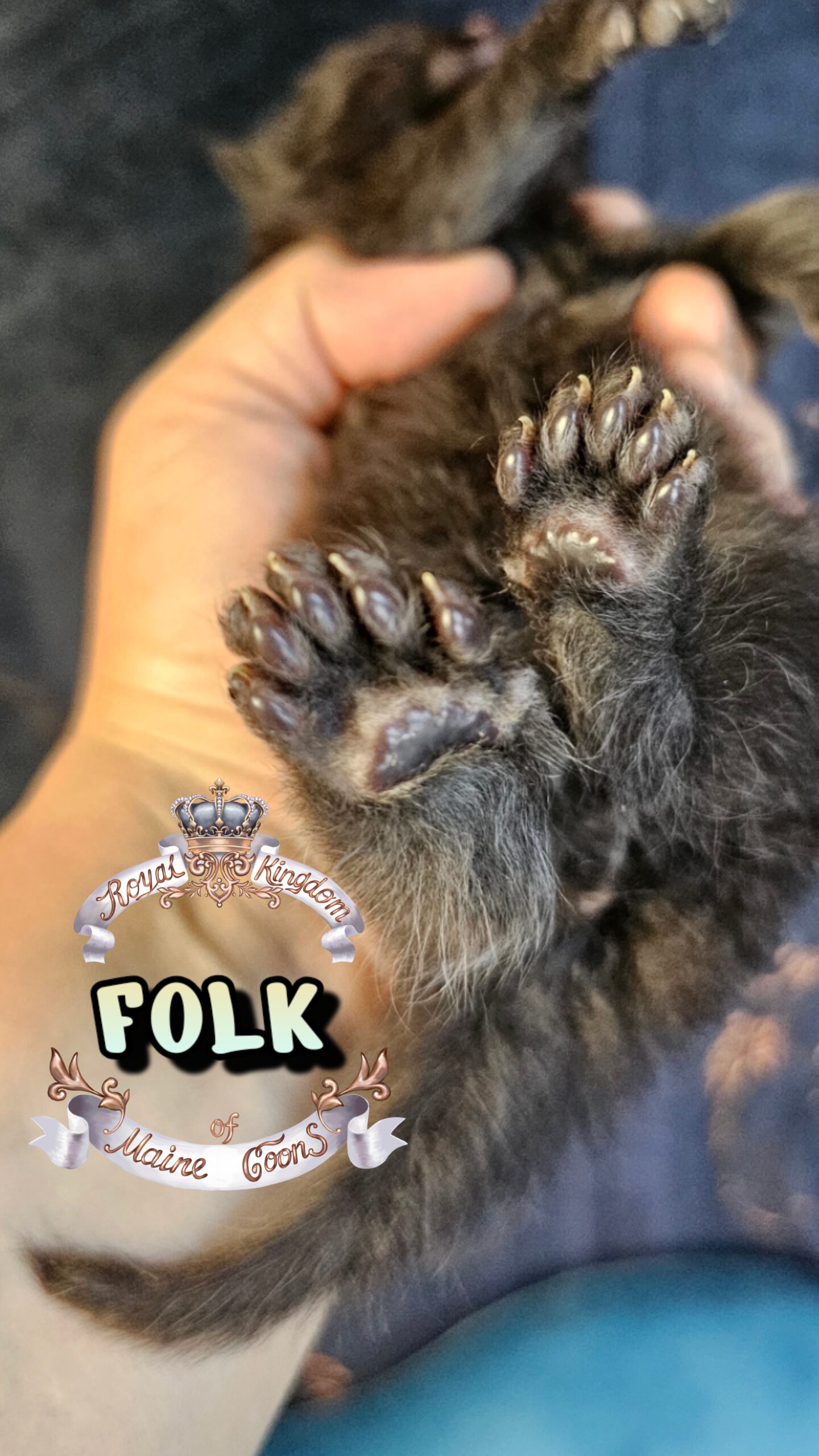 photocollage_202632715630378