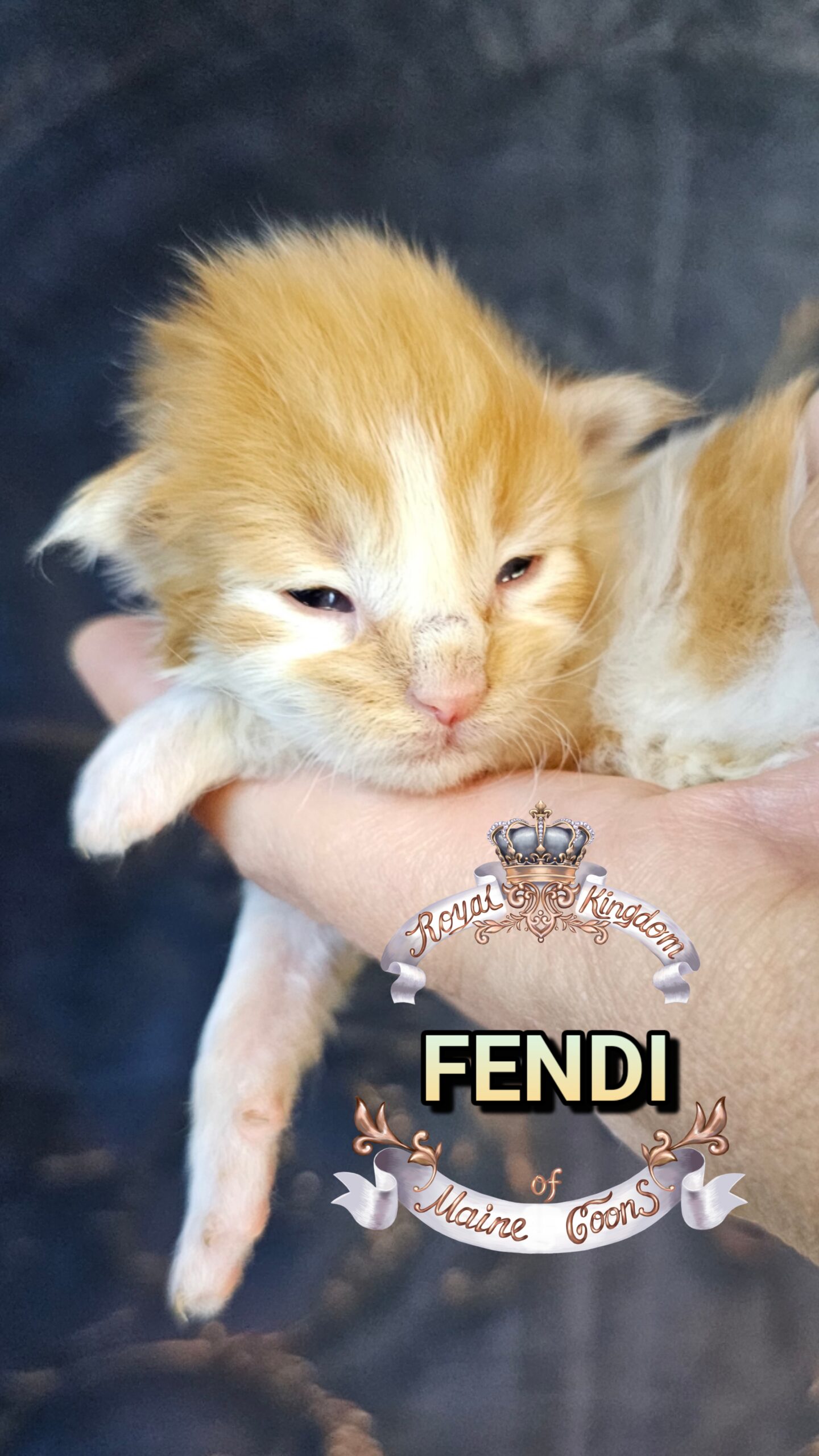 photocollage_202632715636801