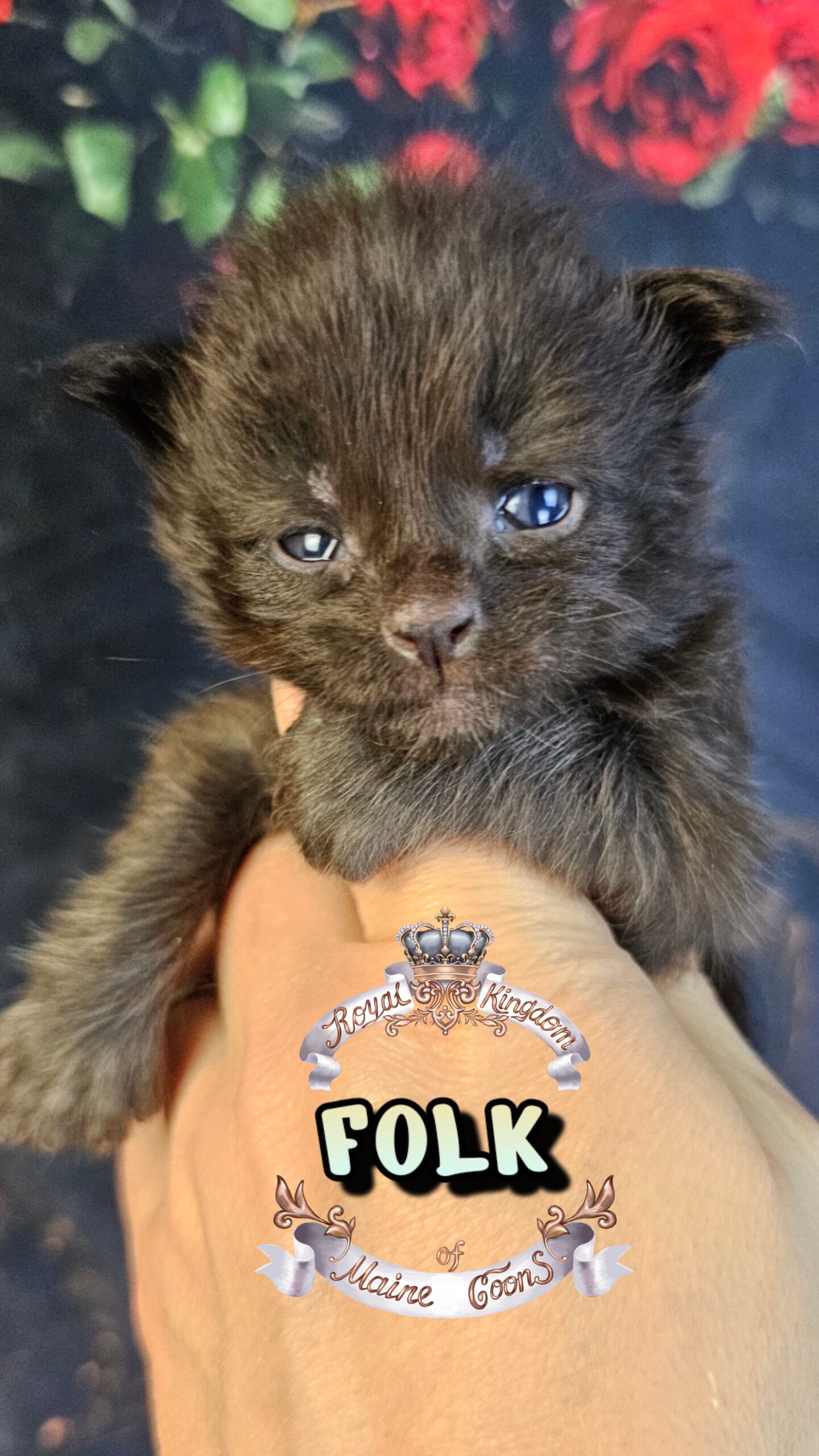 photocollage_202632715647742