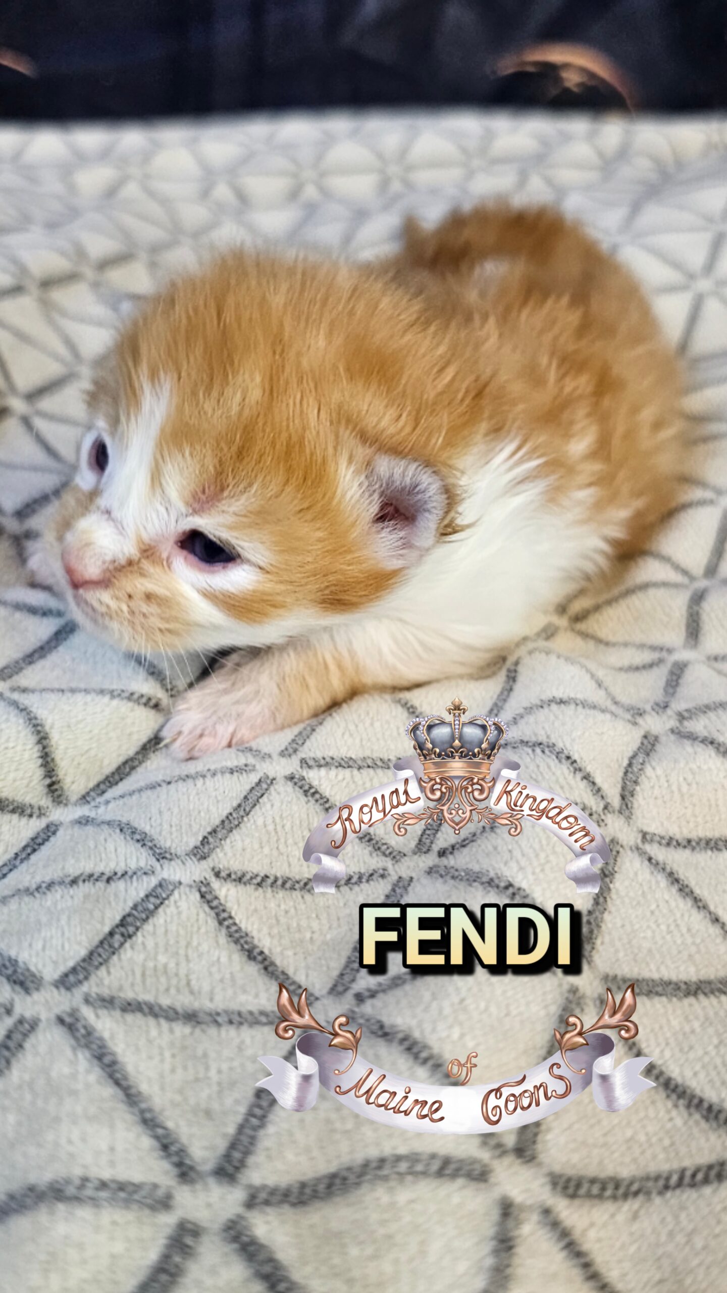 photocollage_202632715725545