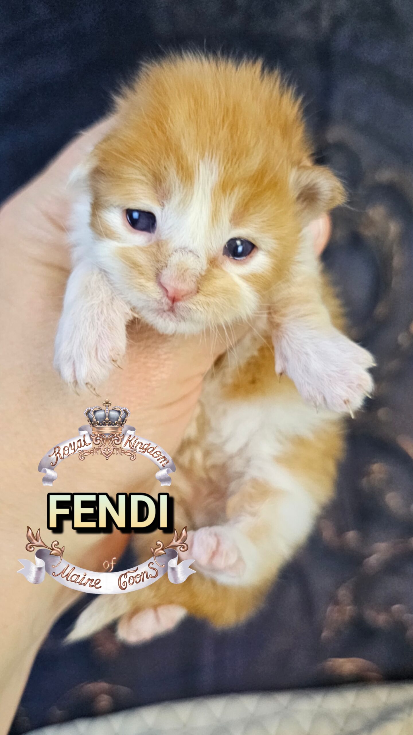 photocollage_202632715745414