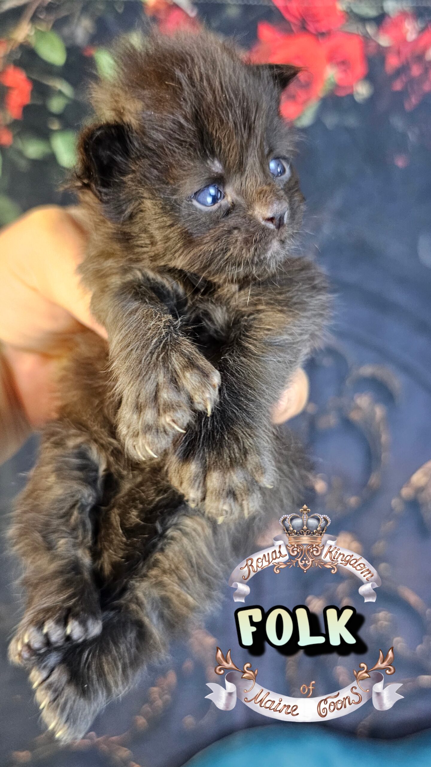 photocollage_202632715811649