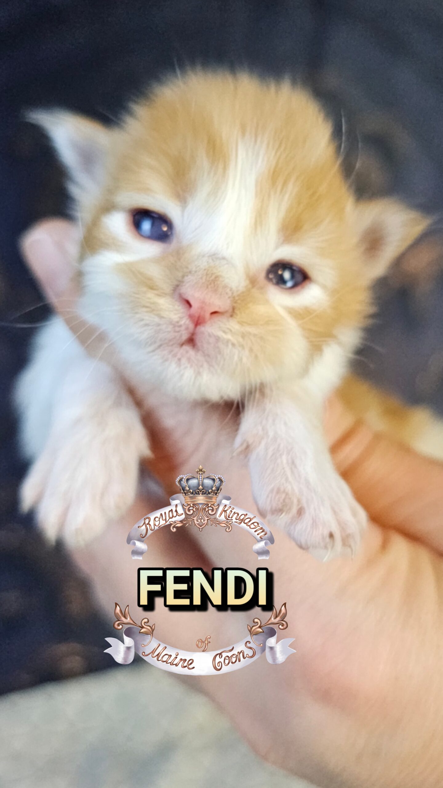 photocollage_202632715822750