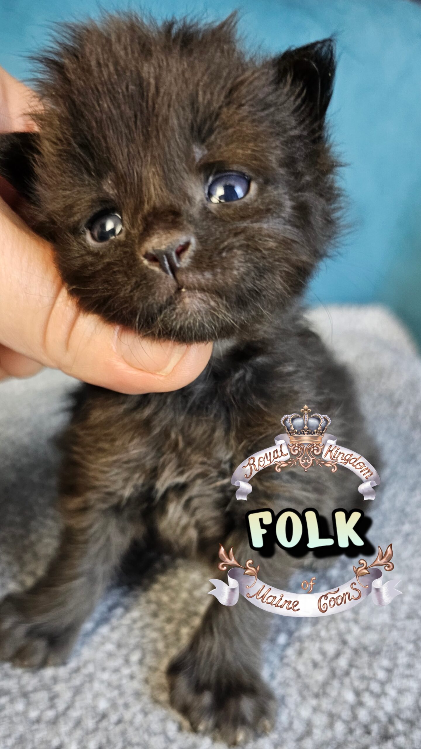 photocollage_202632715834682