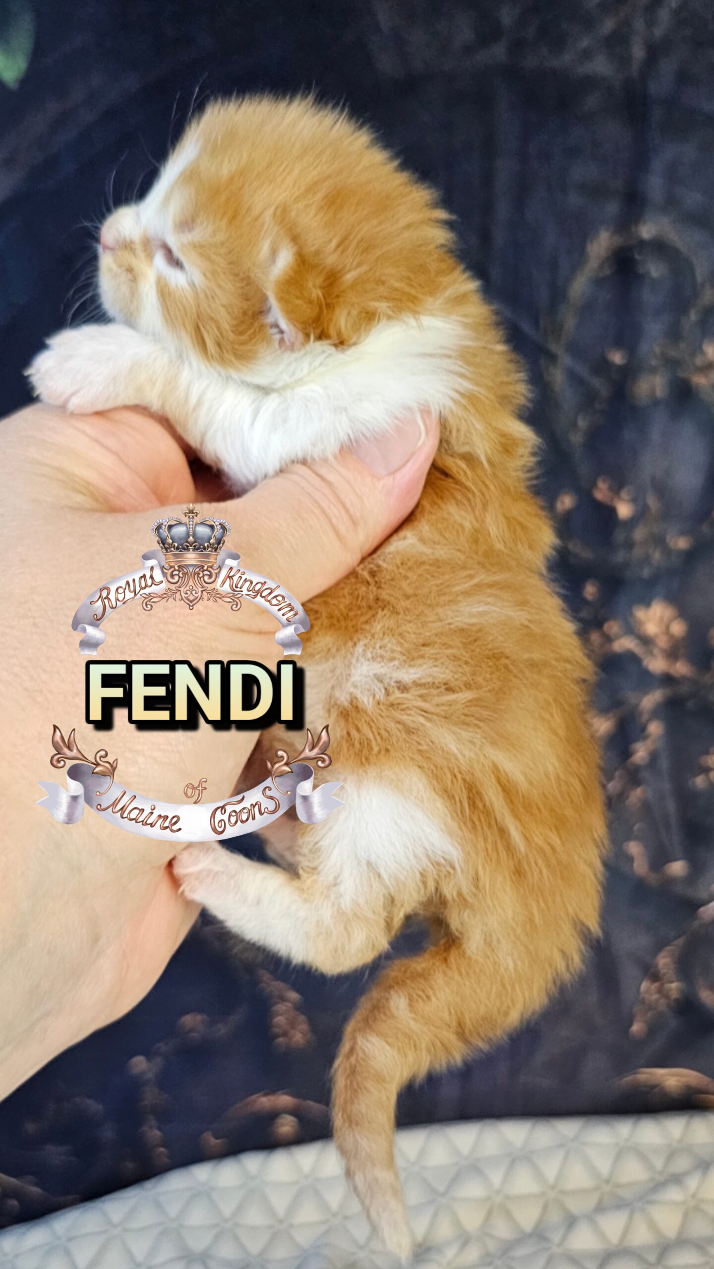 photocollage_20263271584945