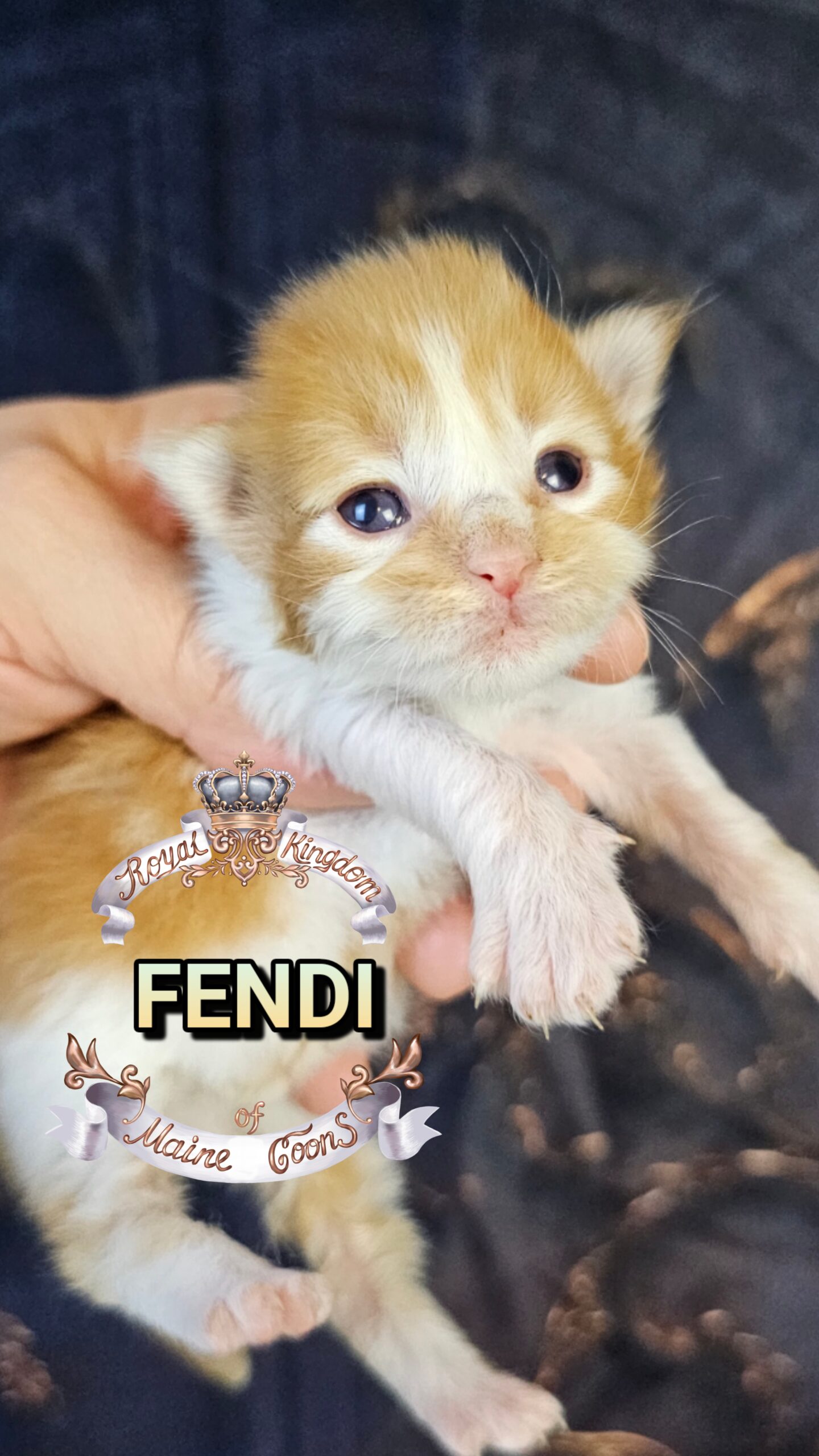 photocollage_202632715914247