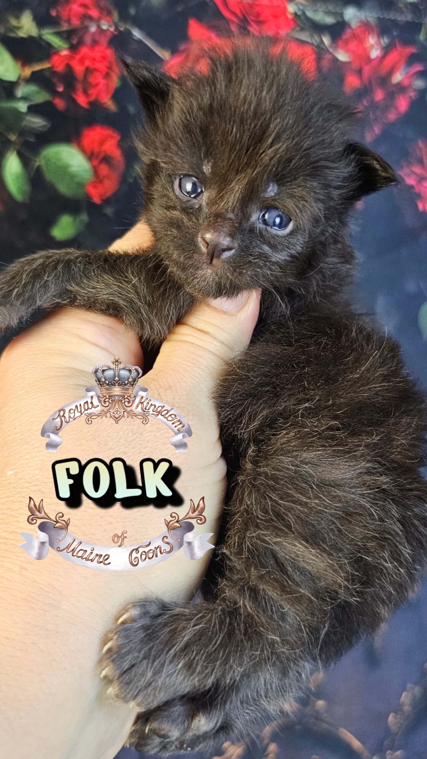 photocollage_20263271591887