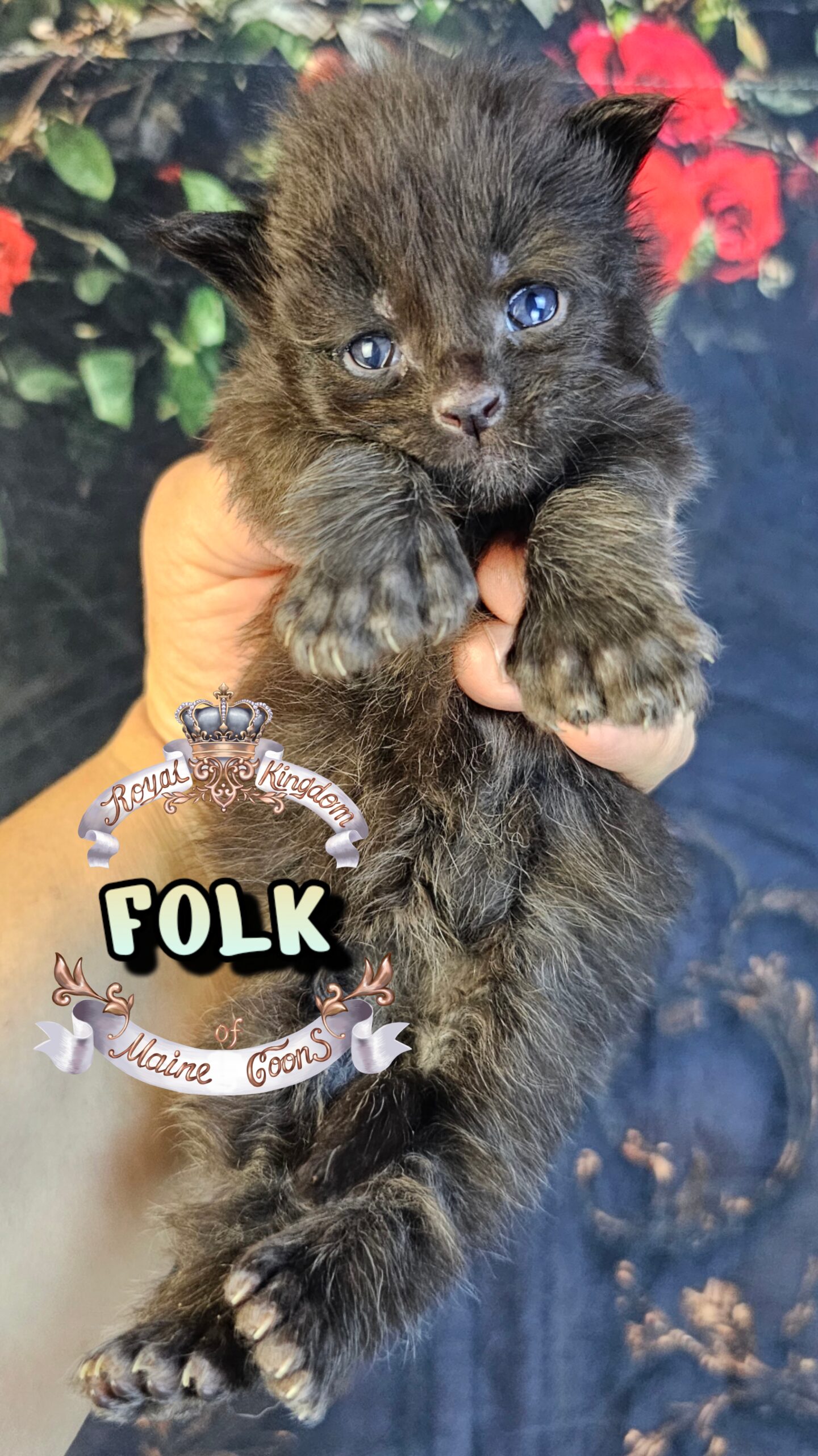 photocollage_202632715949209