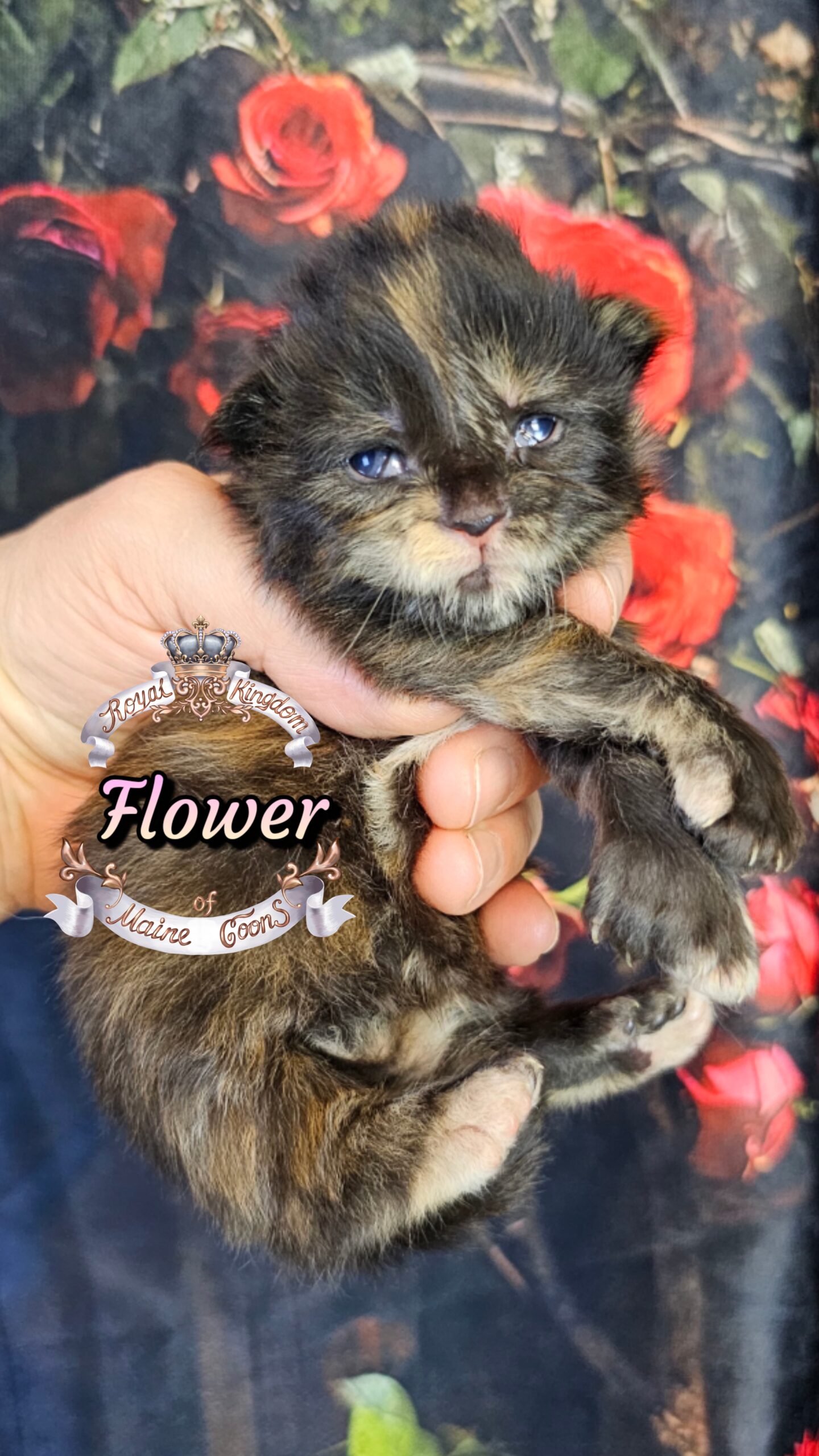 photocollage_202632721043175