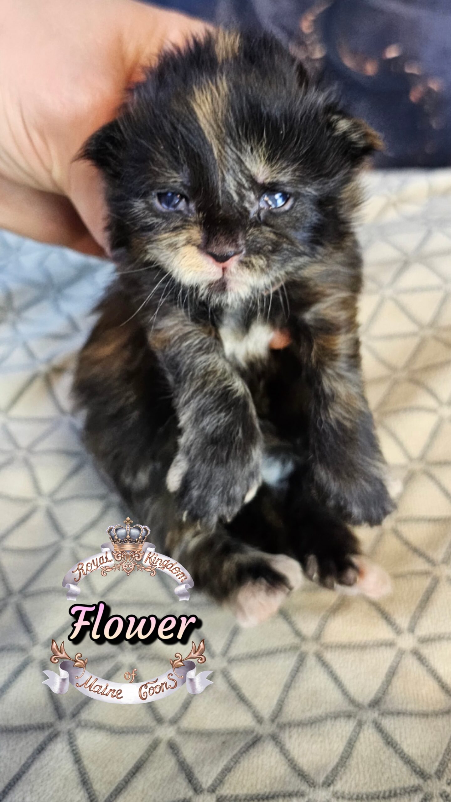 photocollage_202632721059654