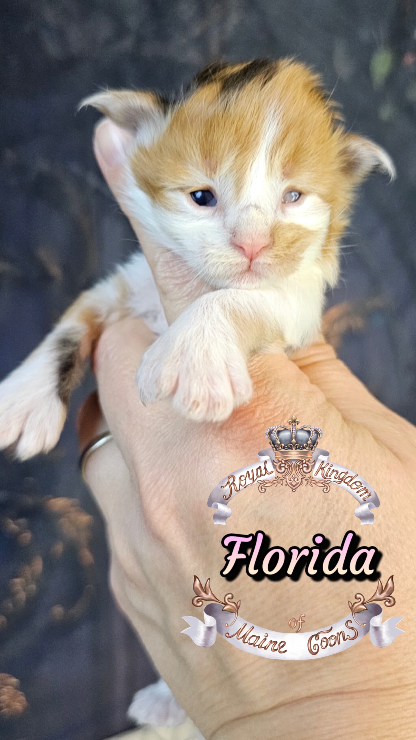 photocollage_20263272131277