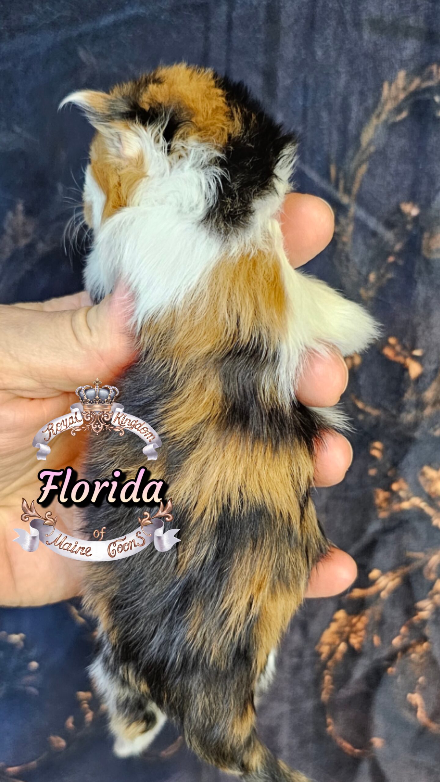 photocollage_20263272133695