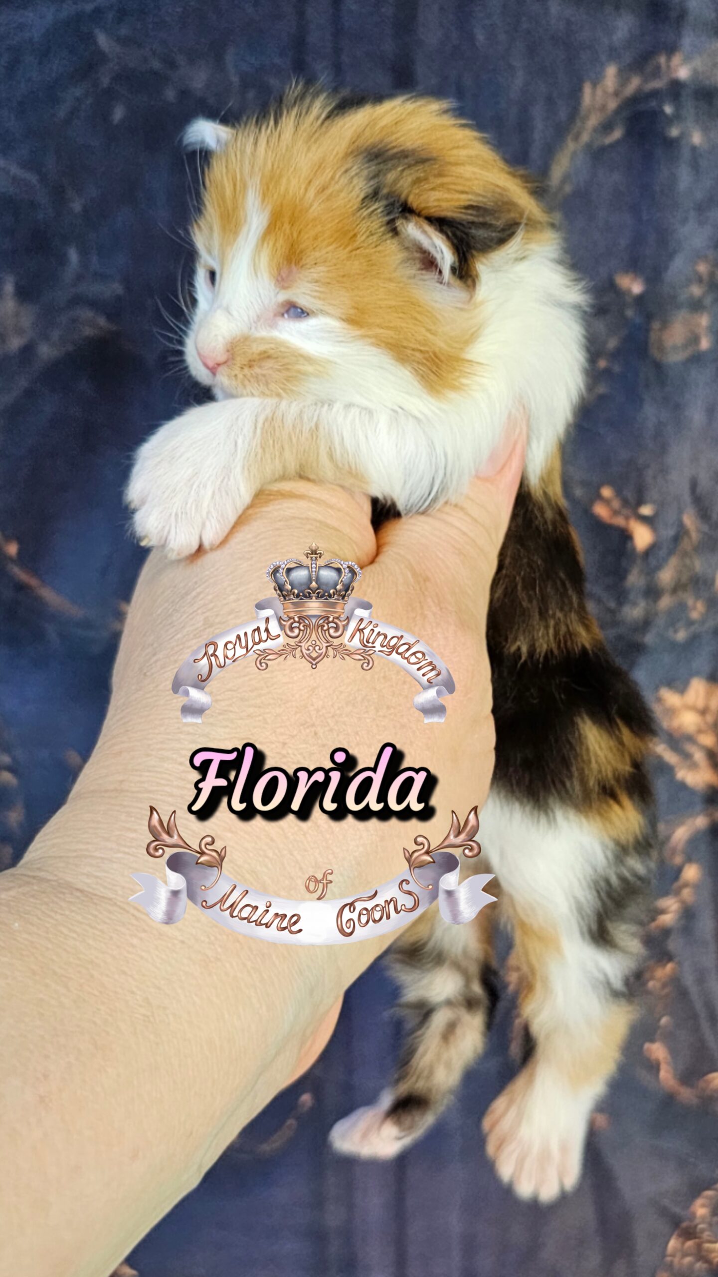 photocollage_202632721428383