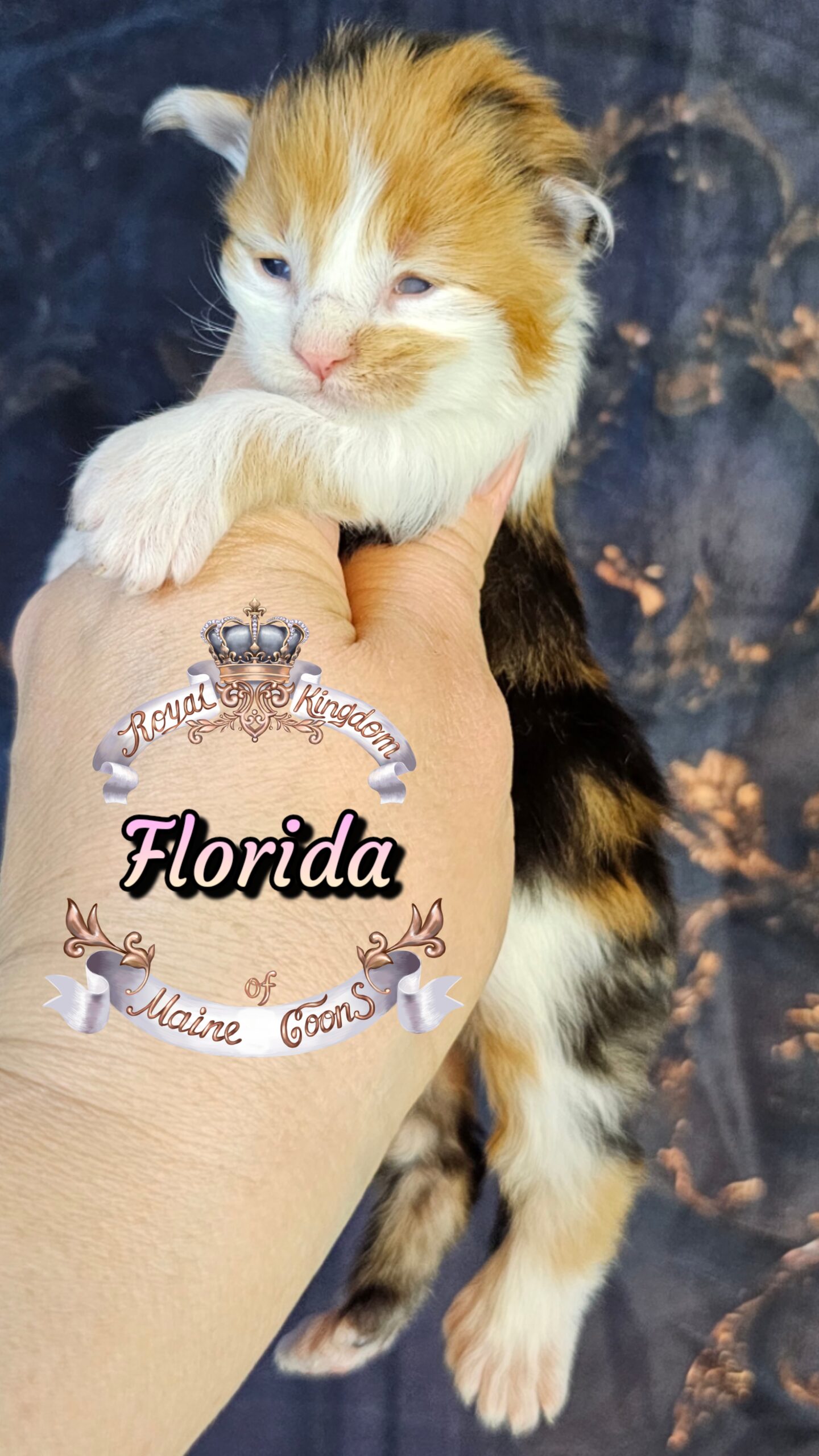 Calico maine coon girl