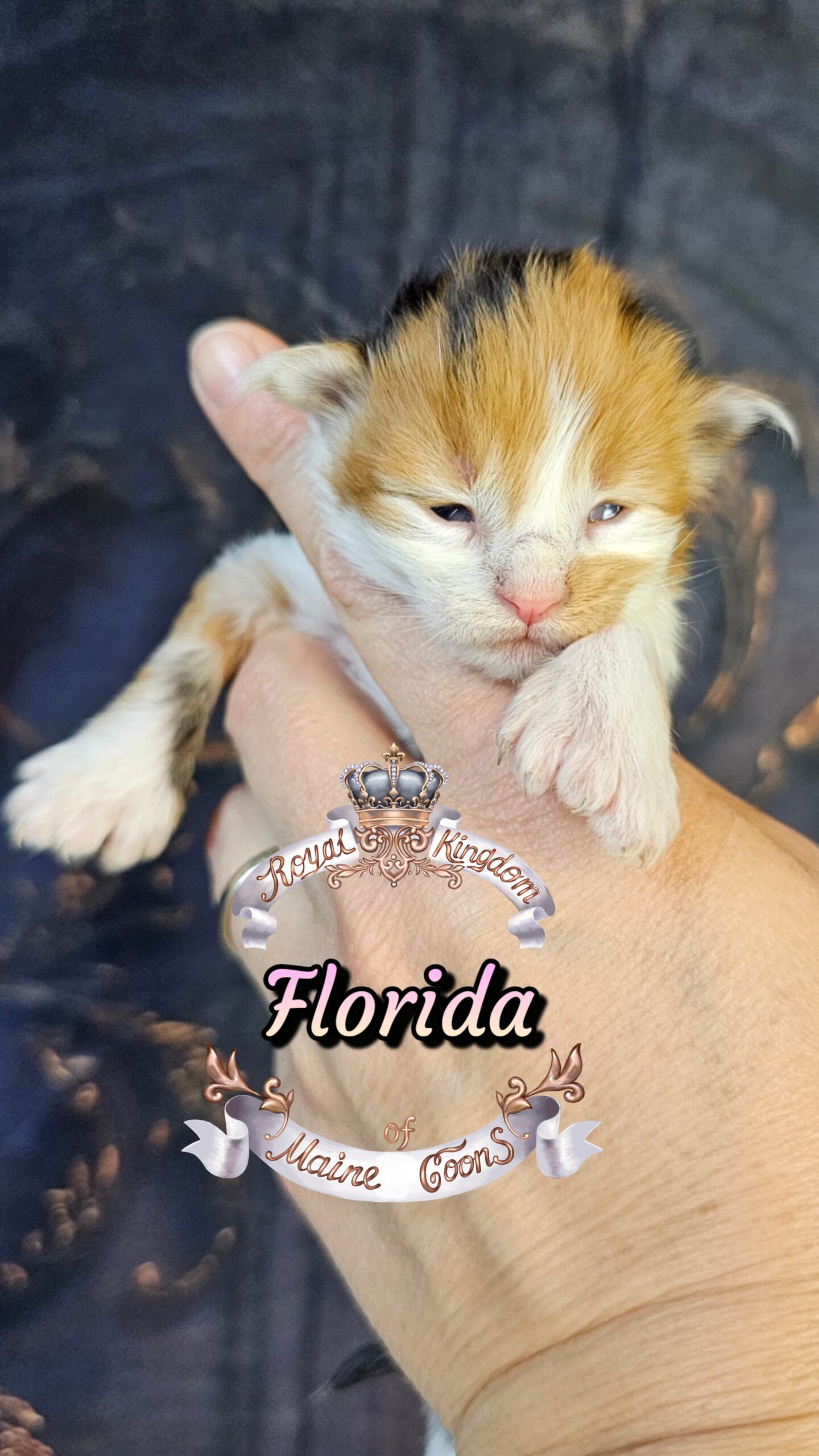 photocollage_20263272162311