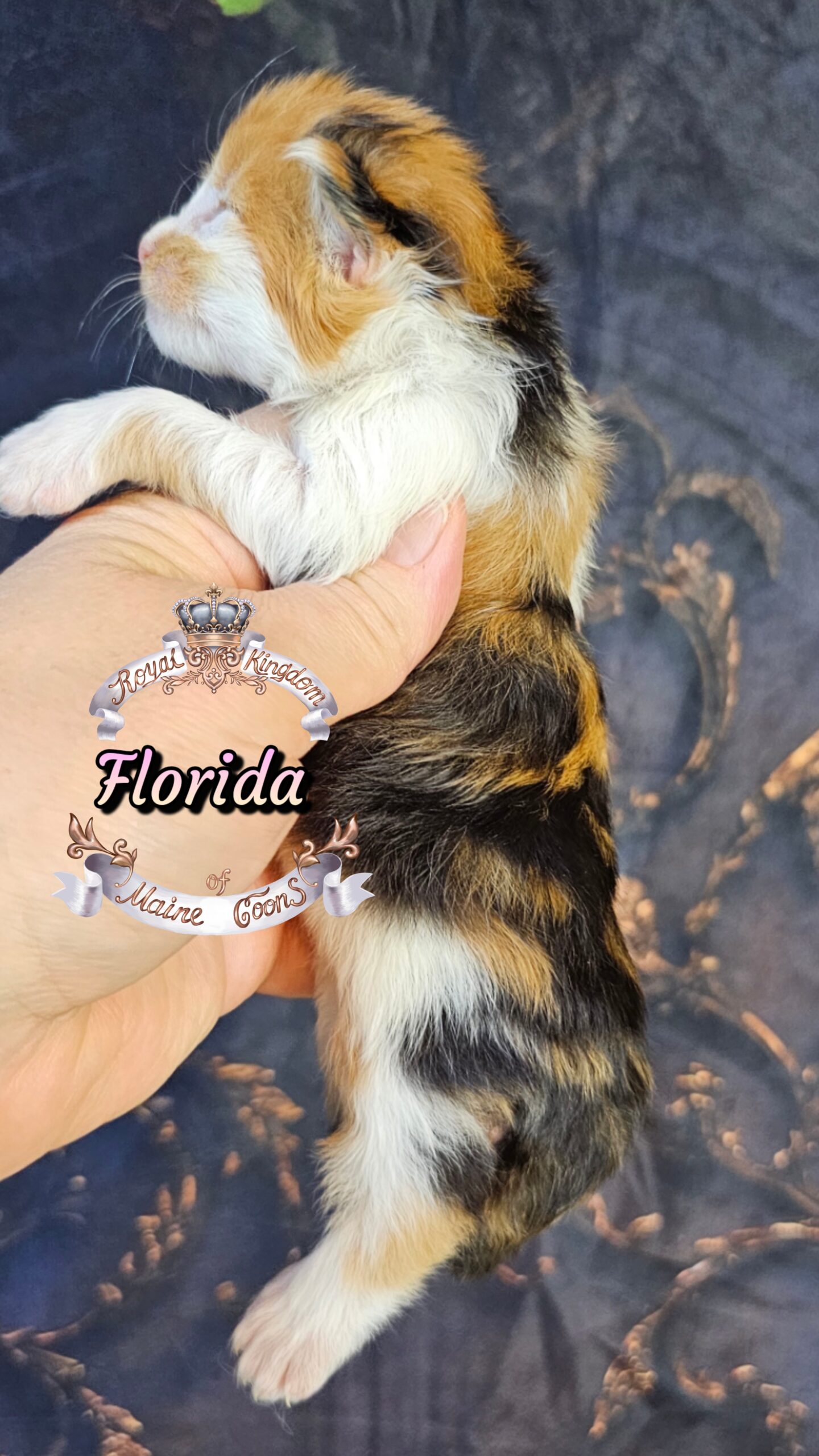 photocollage_202632721632987