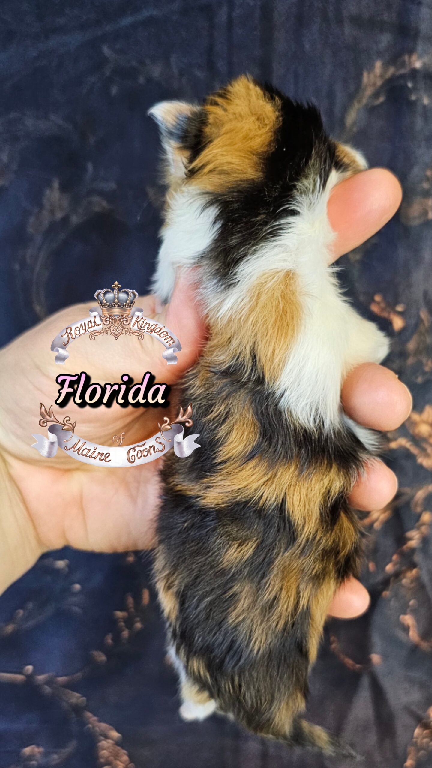 photocollage_202632721718304