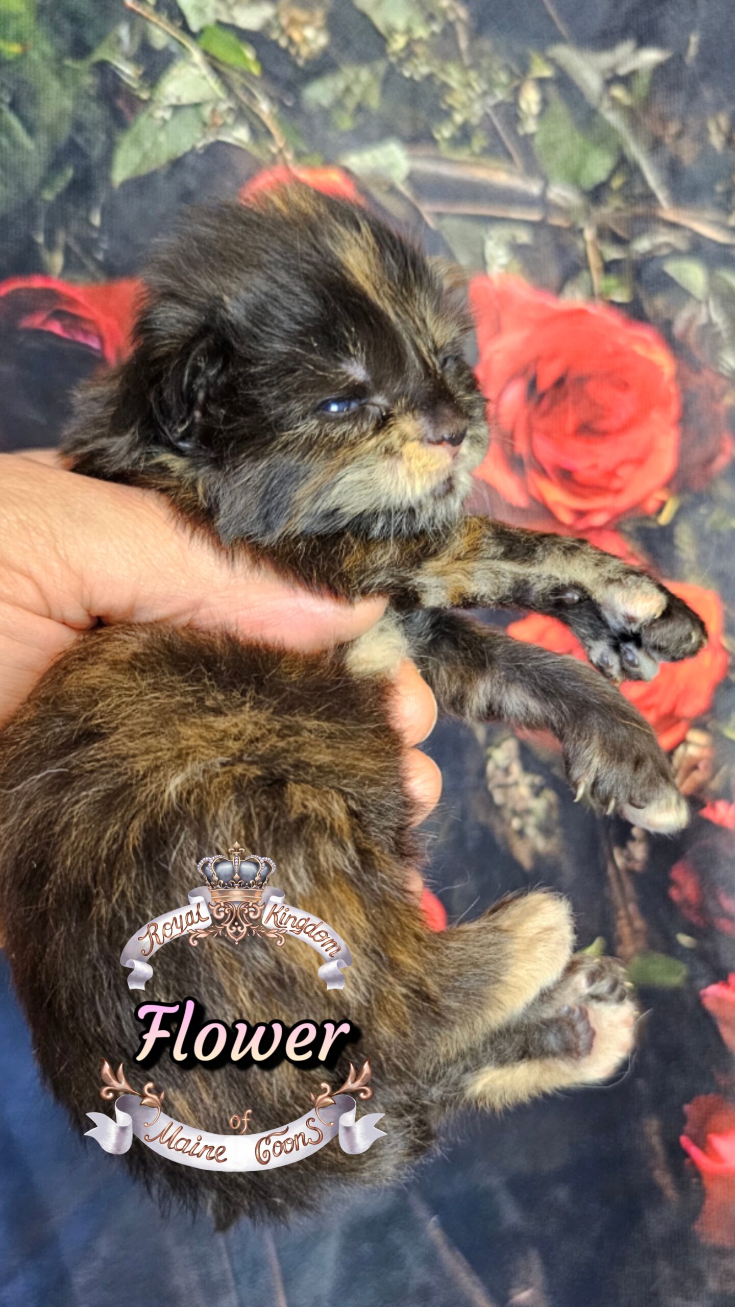 photocollage_20263272632633