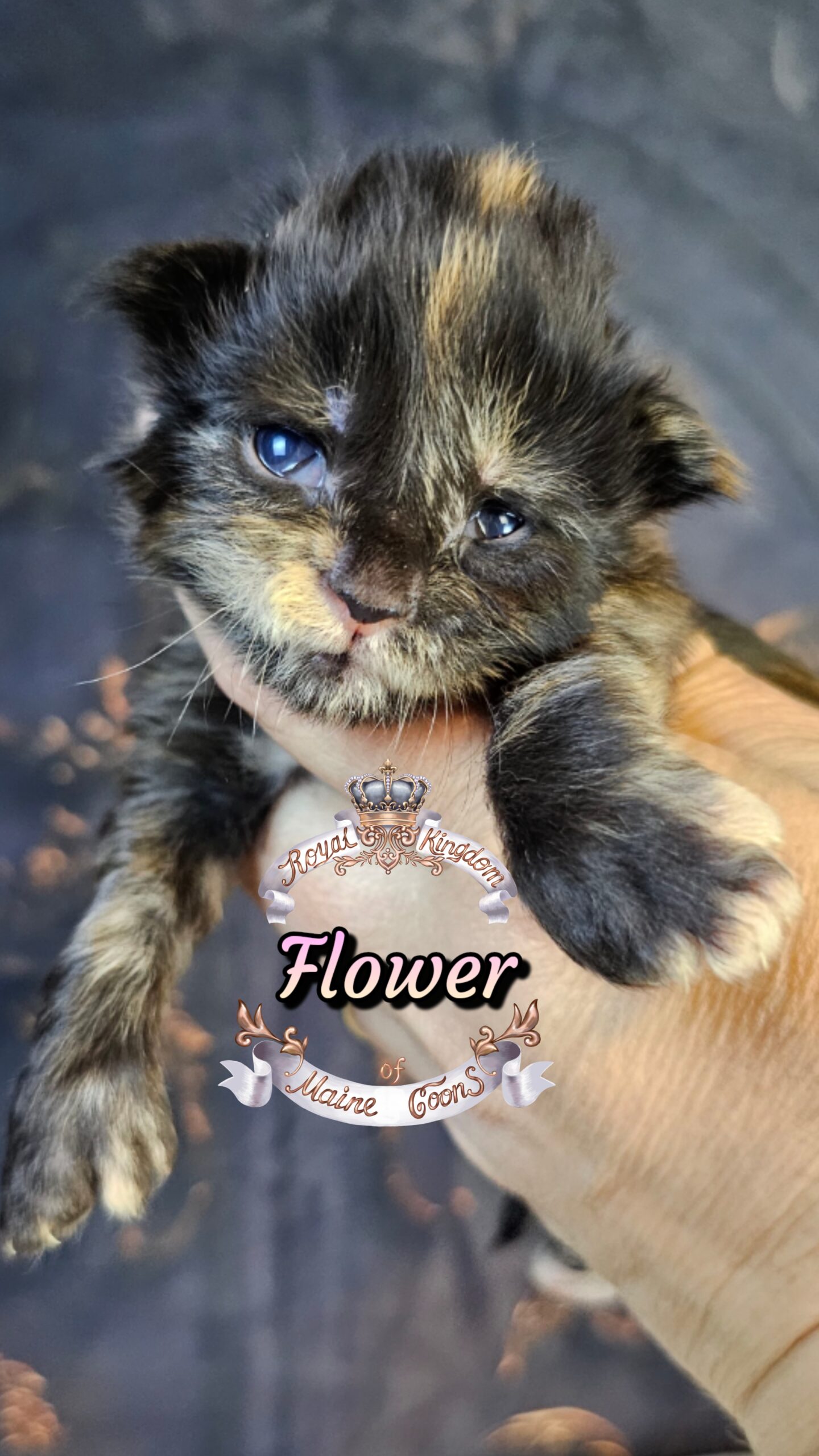 photocollage_20263272655451