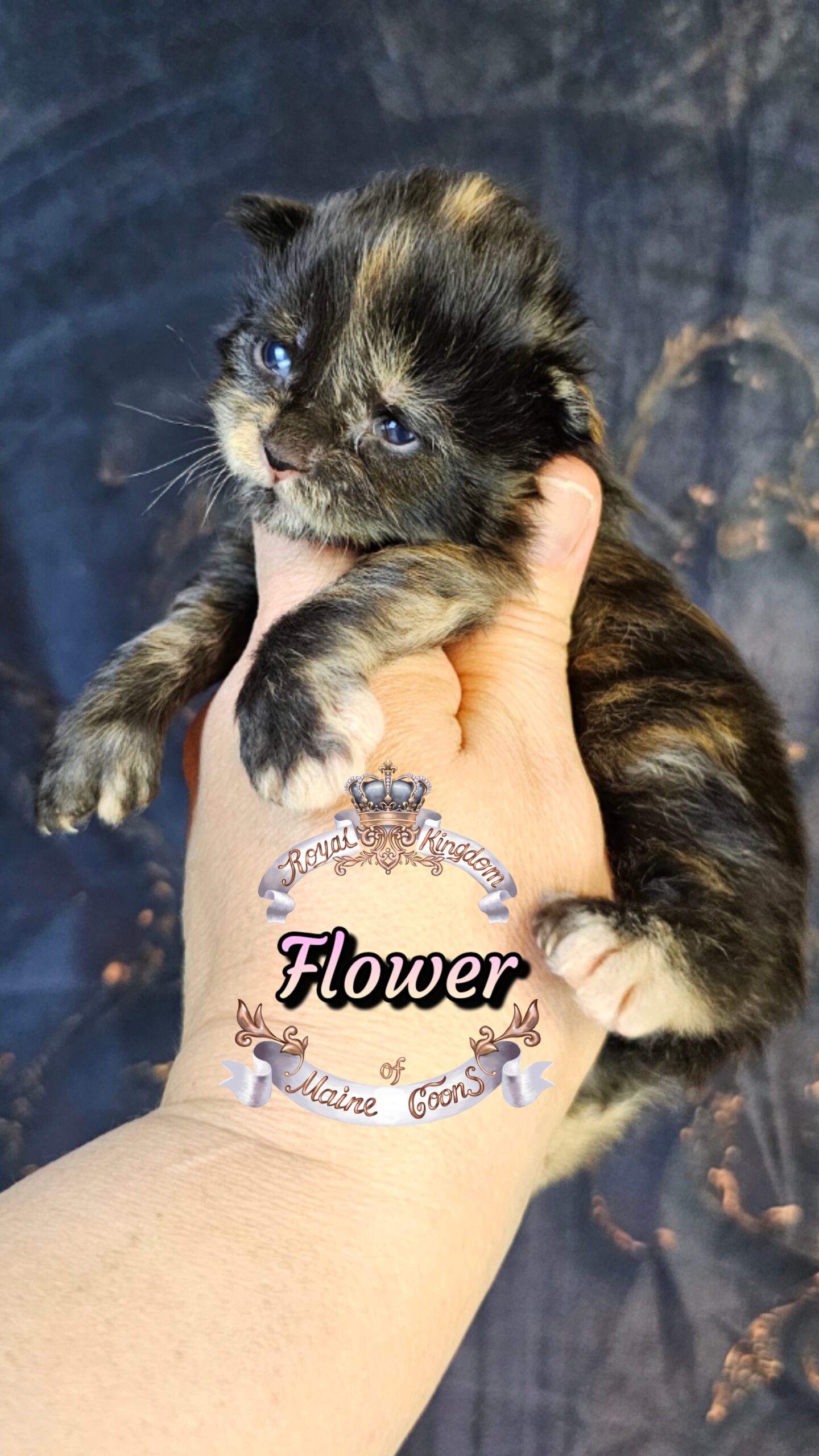 photocollage_2026327271674