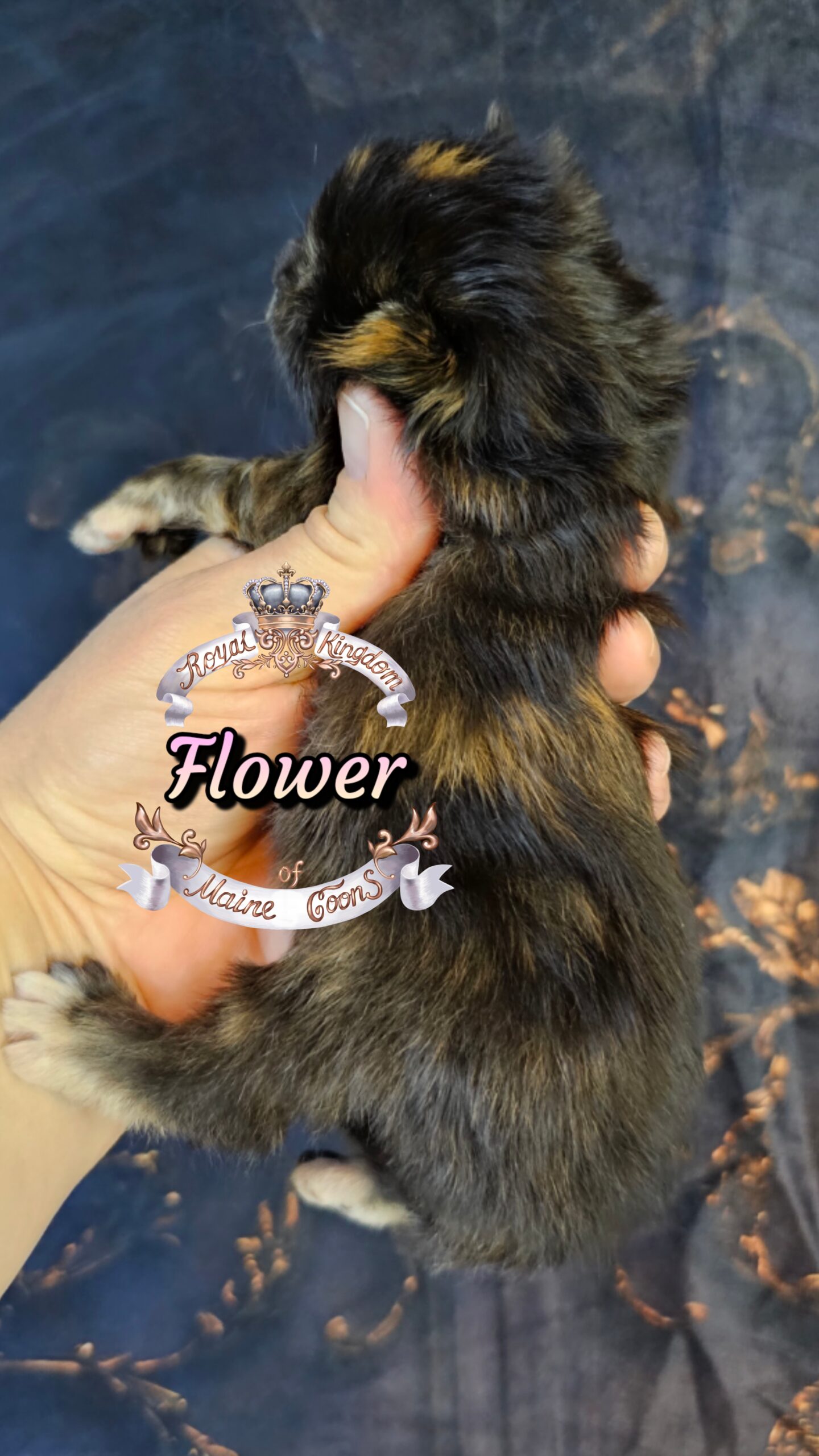 photocollage_20263272744618