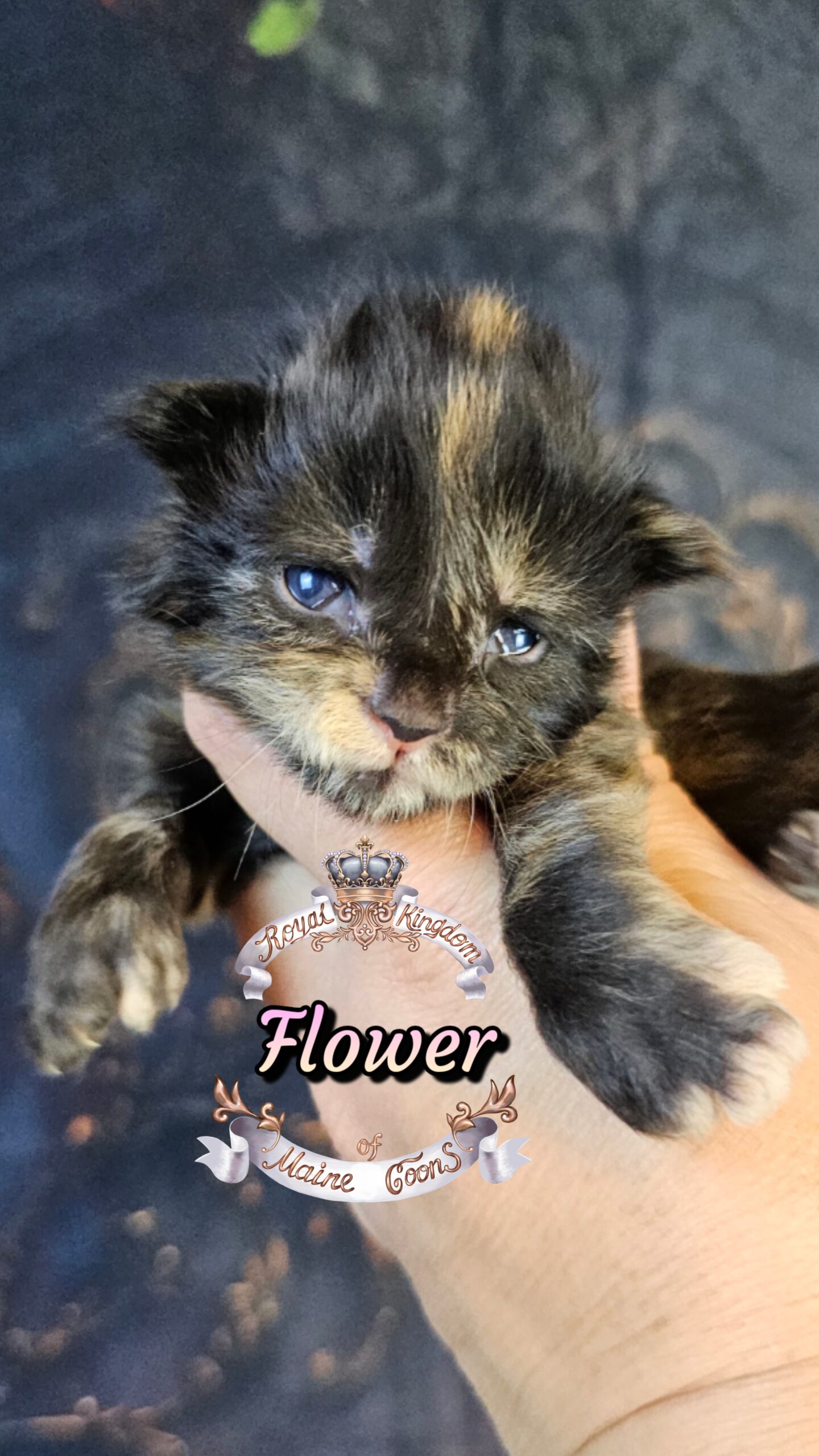 photocollage_2026327282331