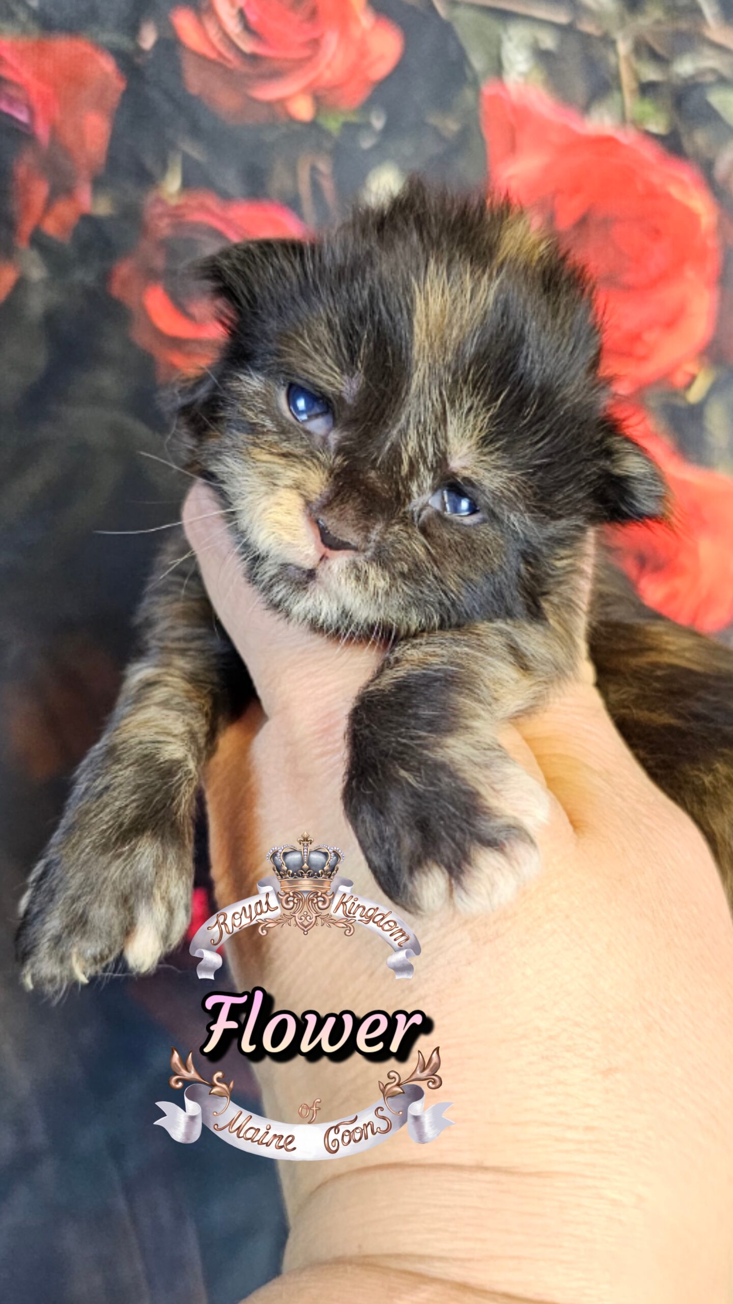 photocollage_20263272830770