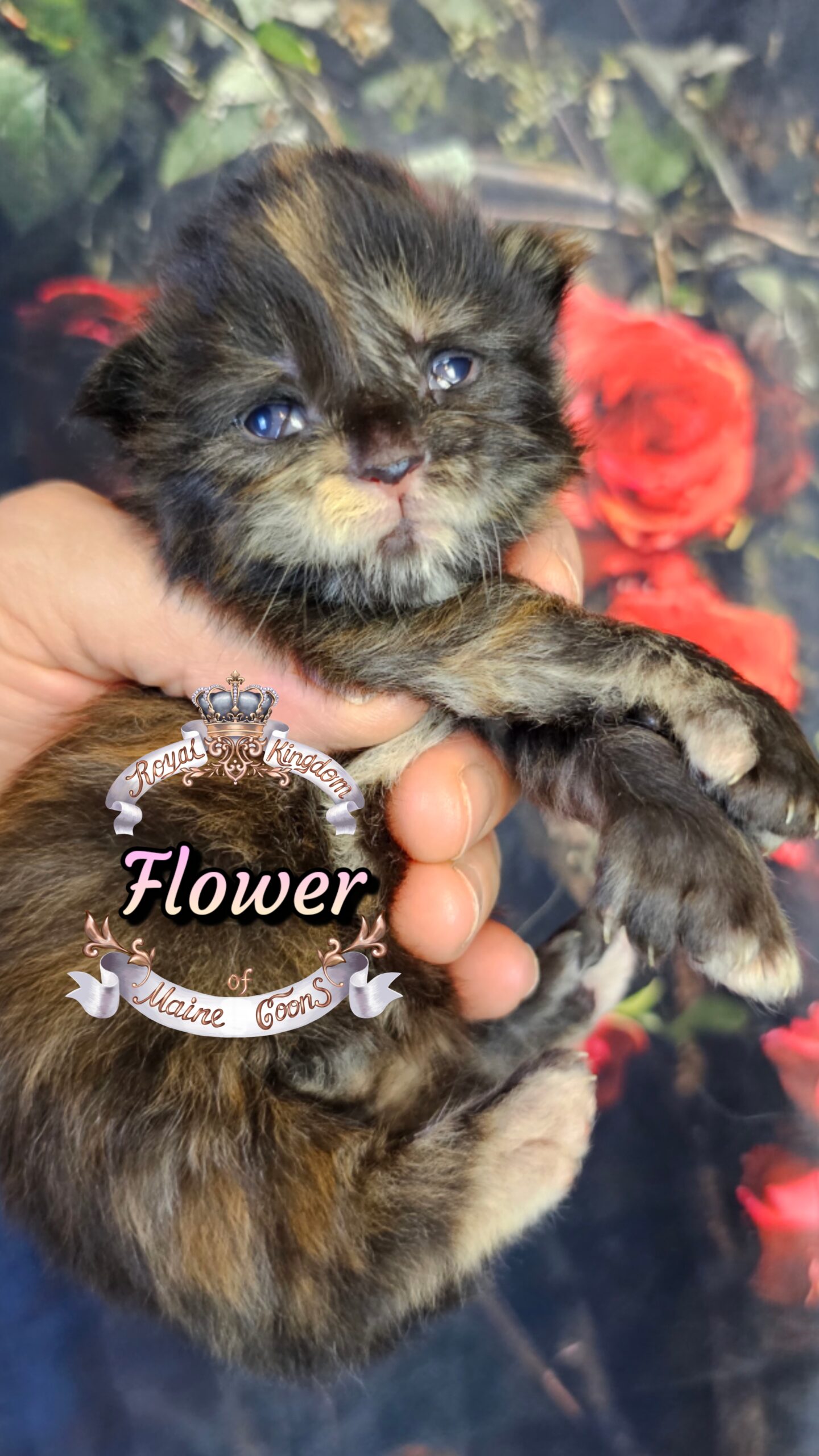 photocollage_20263272852983