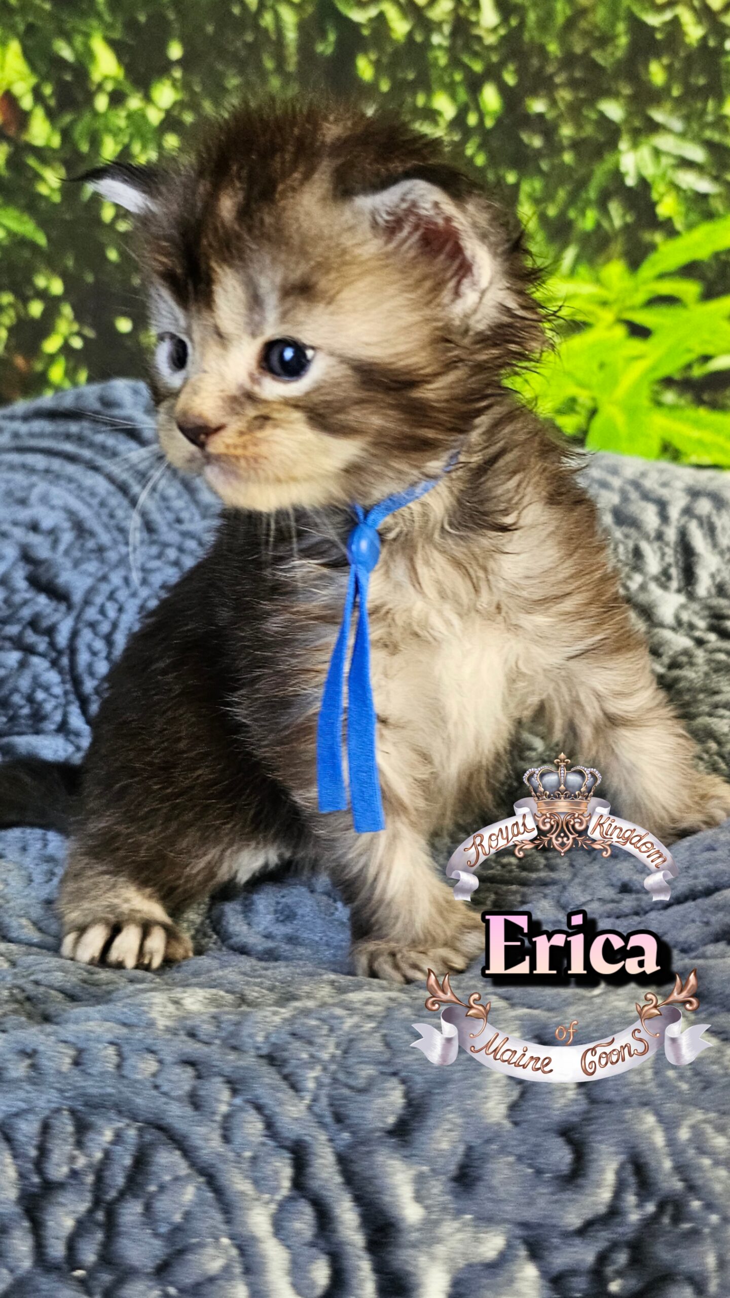 photocollage_202633016155245