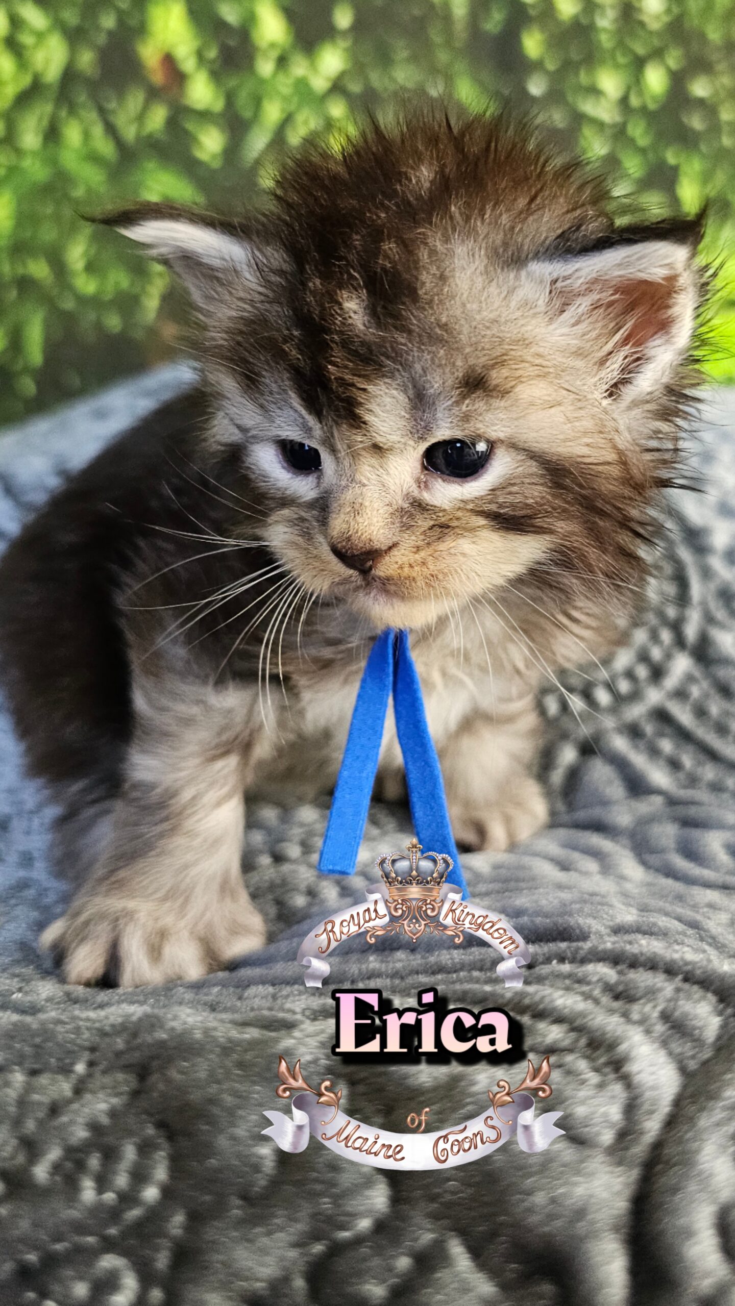 photocollage_2026330161621585