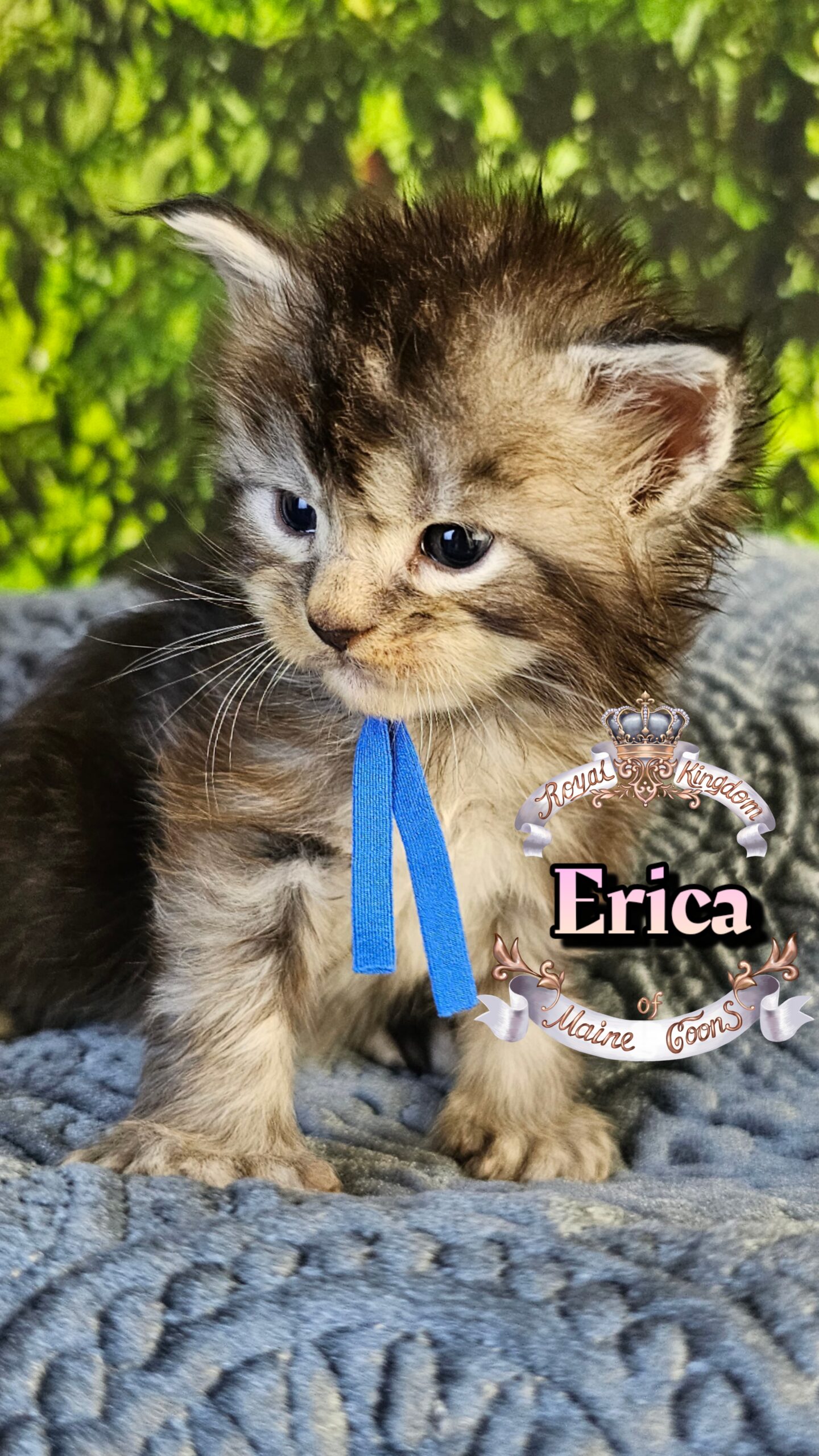 photocollage_2026330161648594