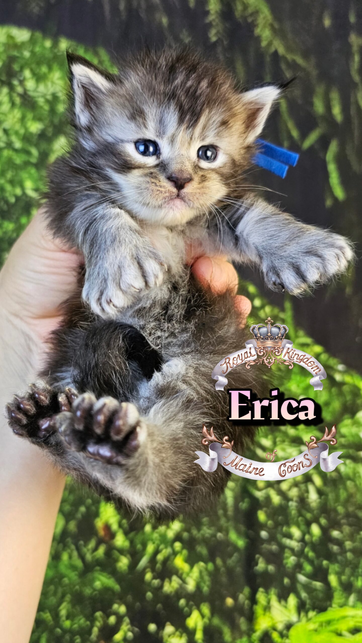 photocollage_2026330161920127