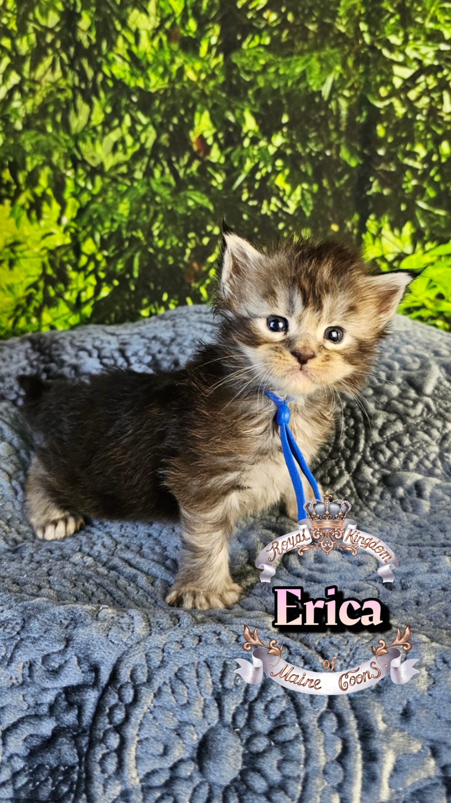 photocollage_202633016205961