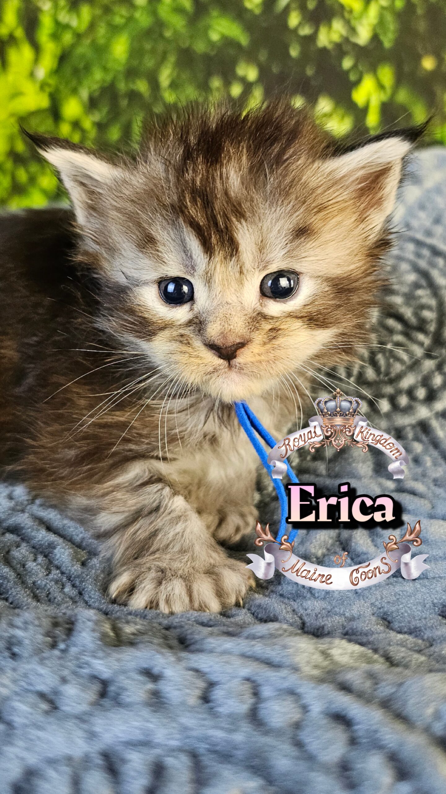 photocollage_2026330162212532