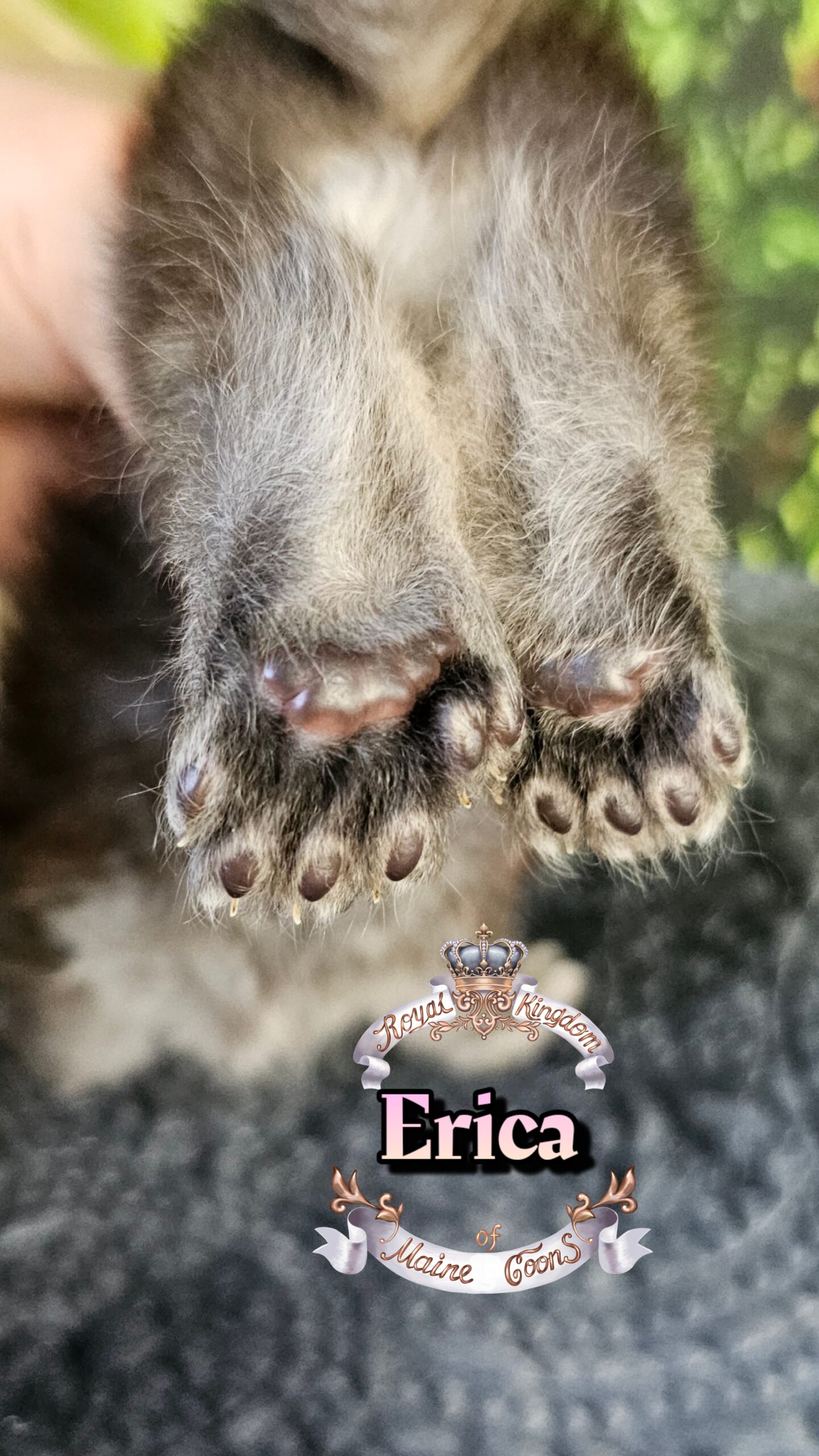 photocollage_2026330162240398