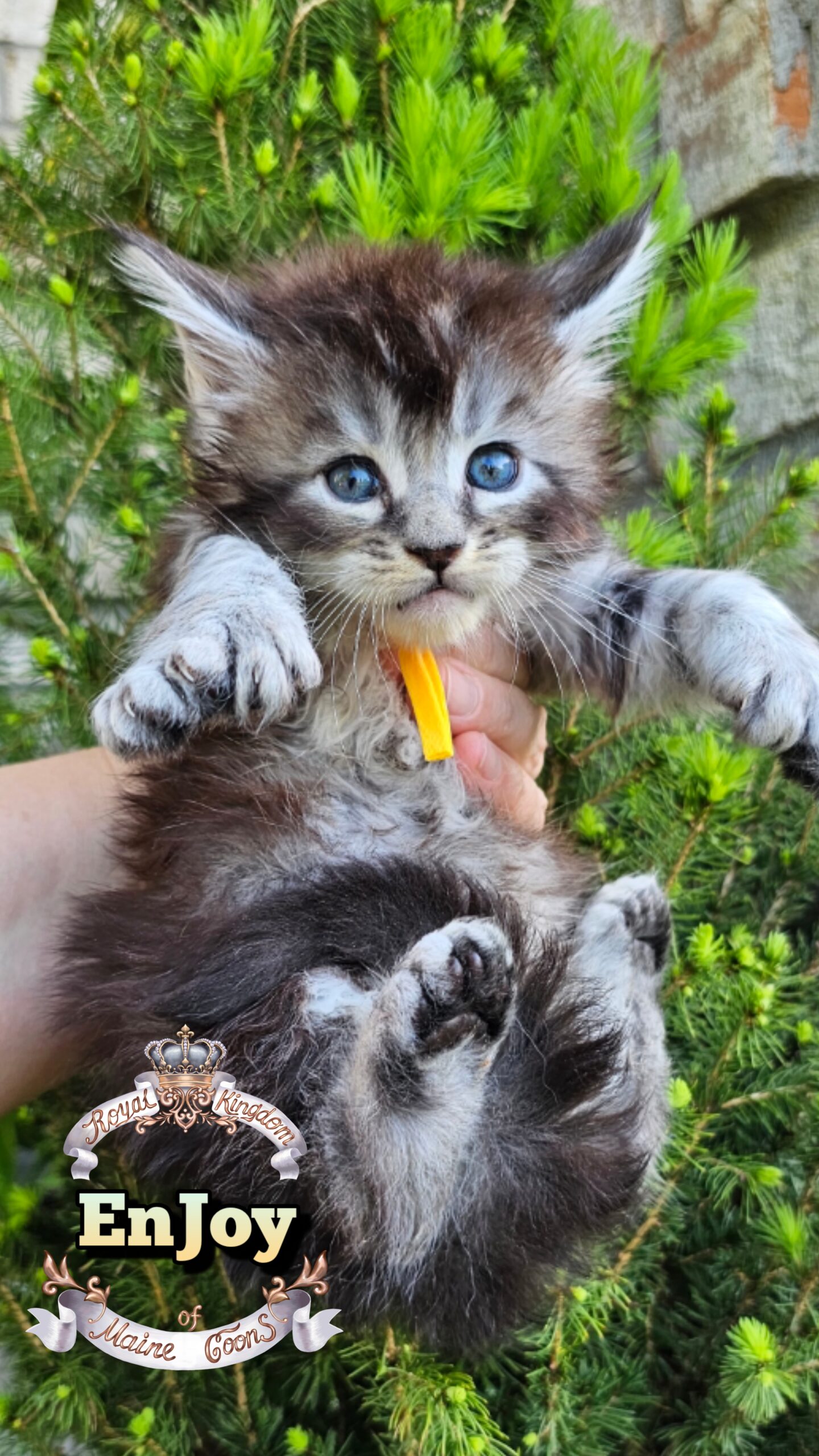 photocollage_202649211126454