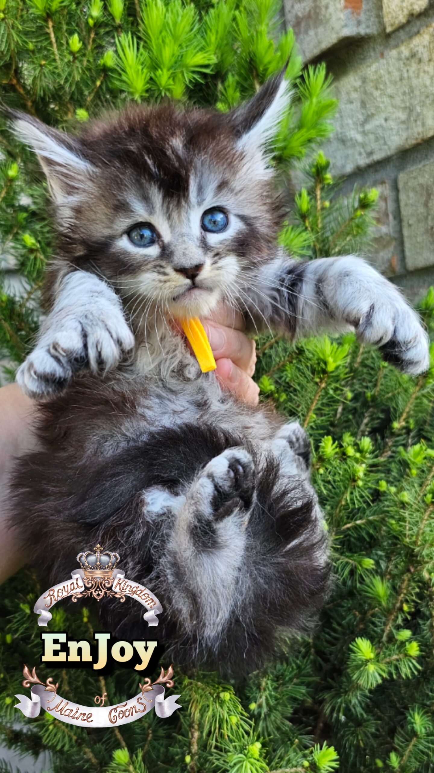 photocollage_202649211256654