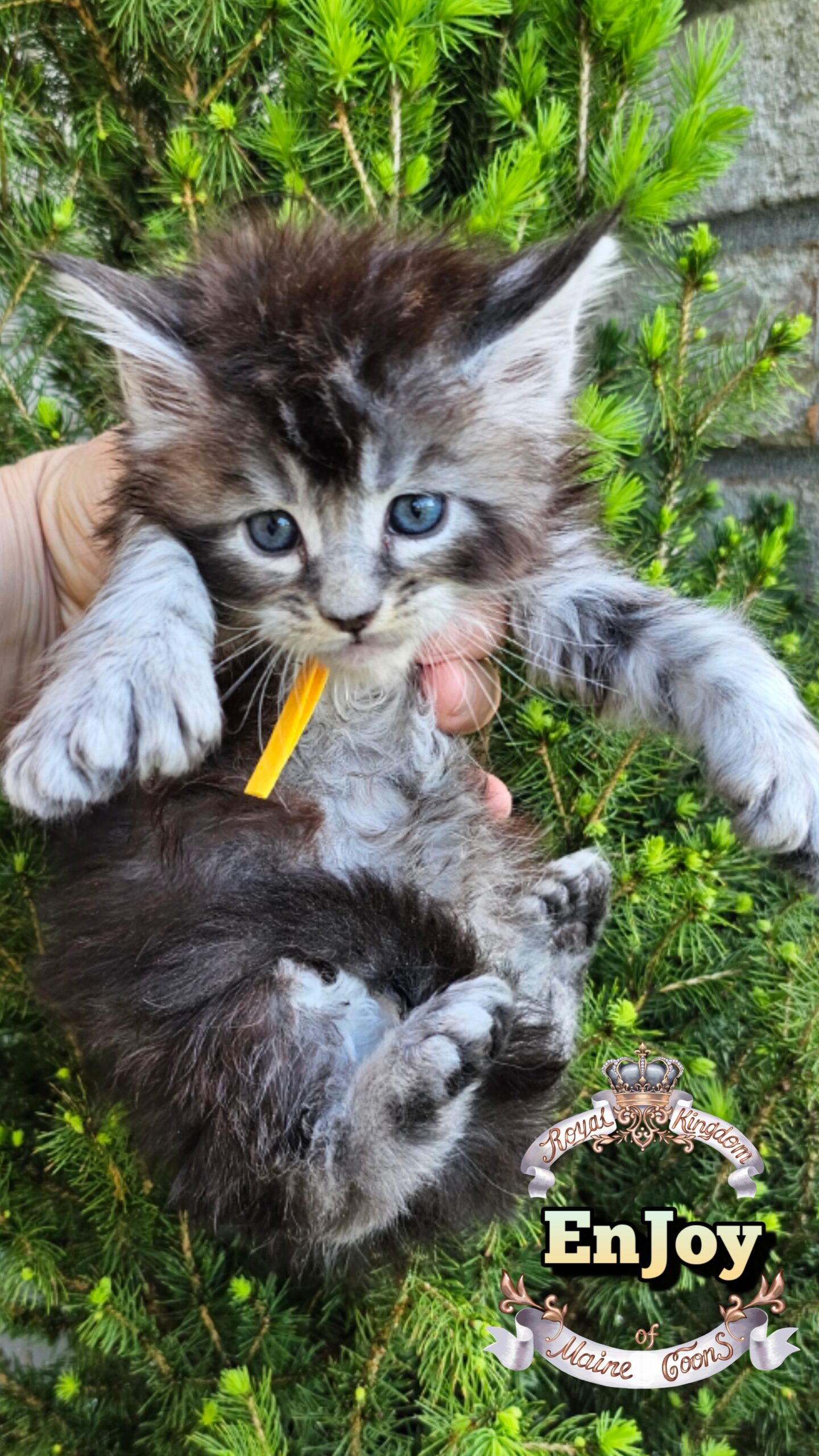 photocollage_20264921148370