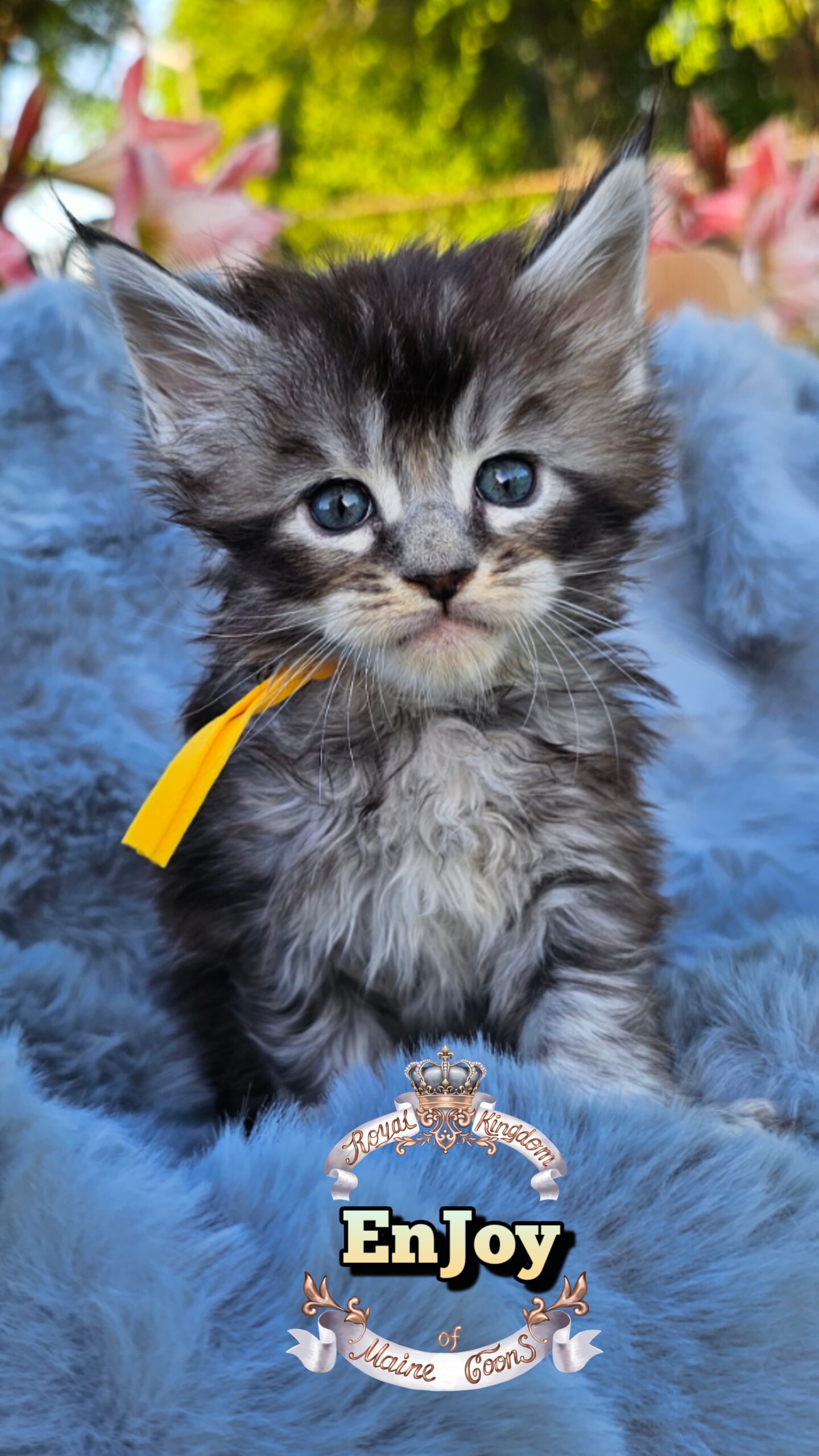 photocollage_202649211619359