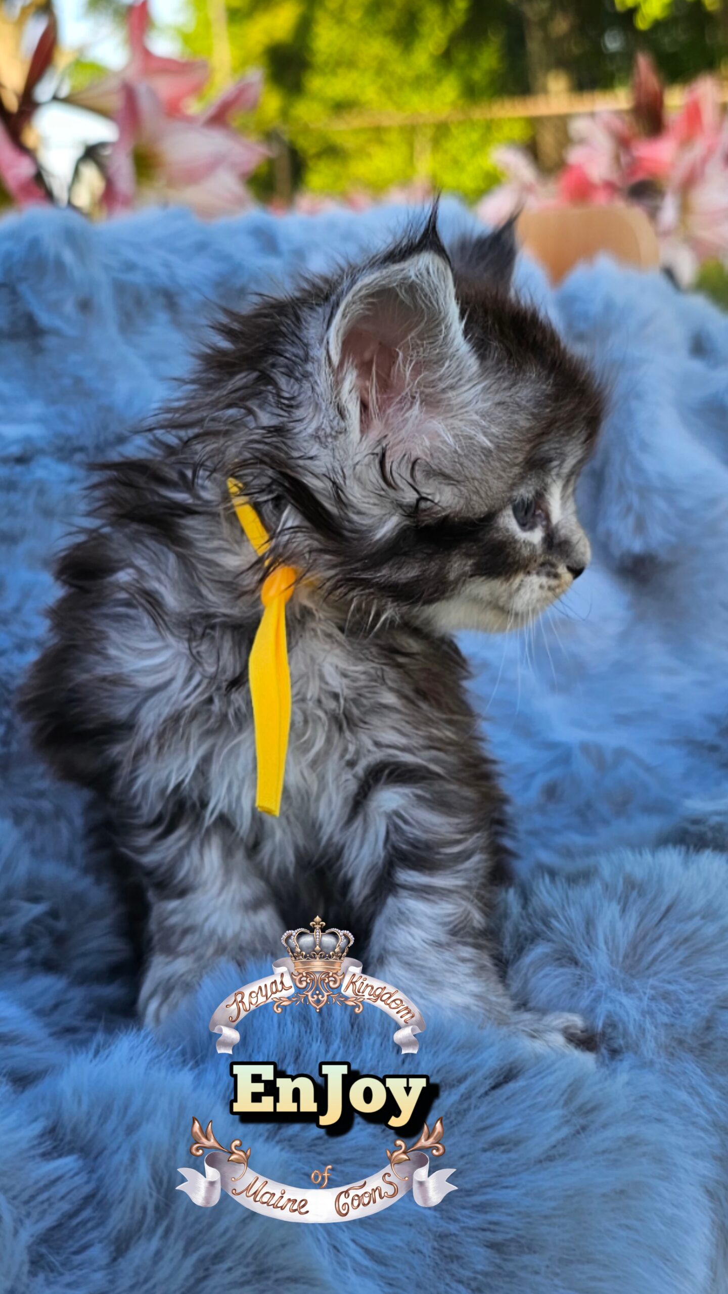 photocollage_202649211738830