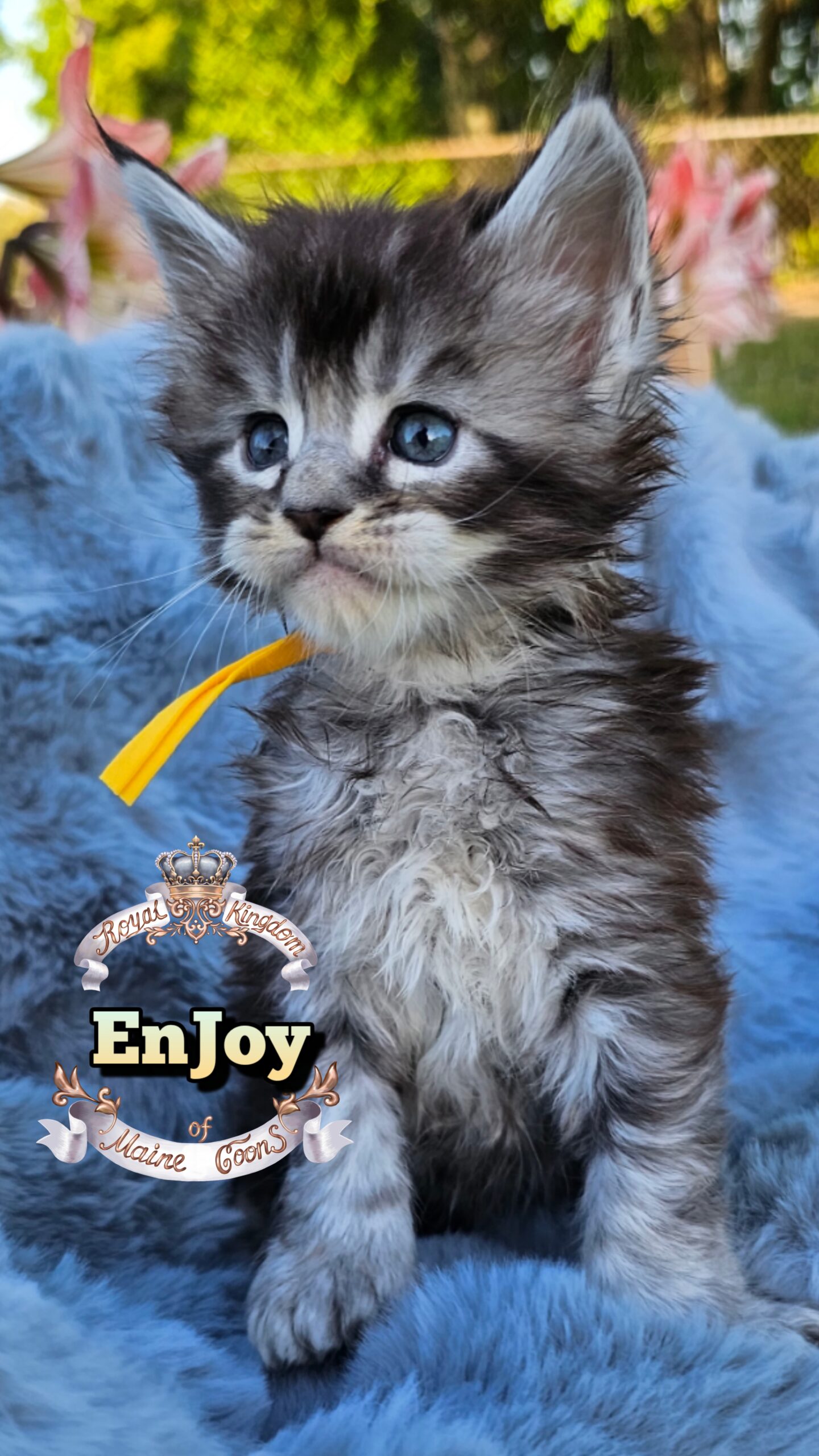 photocollage_202649211815634