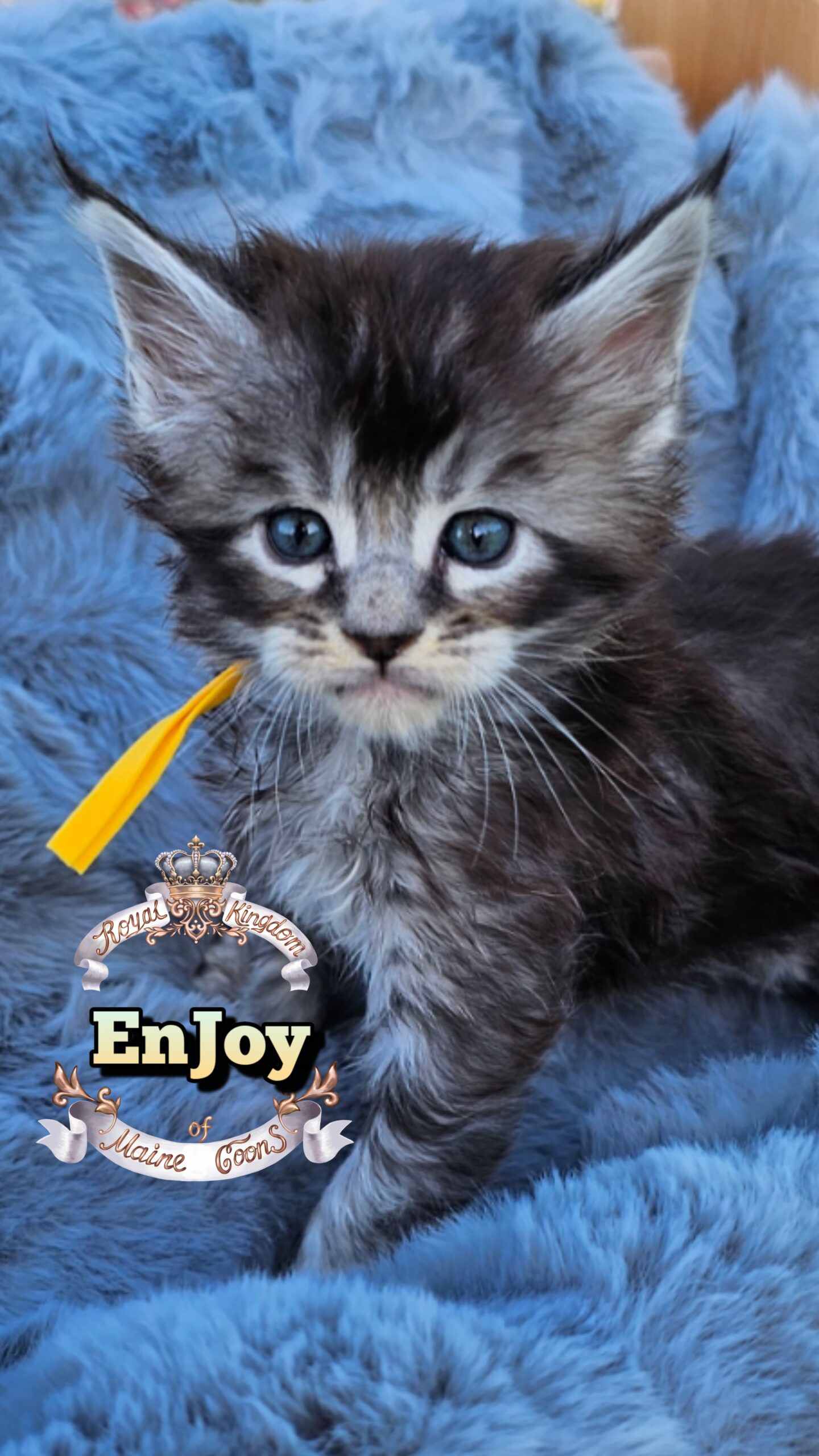 photocollage_202649211857688