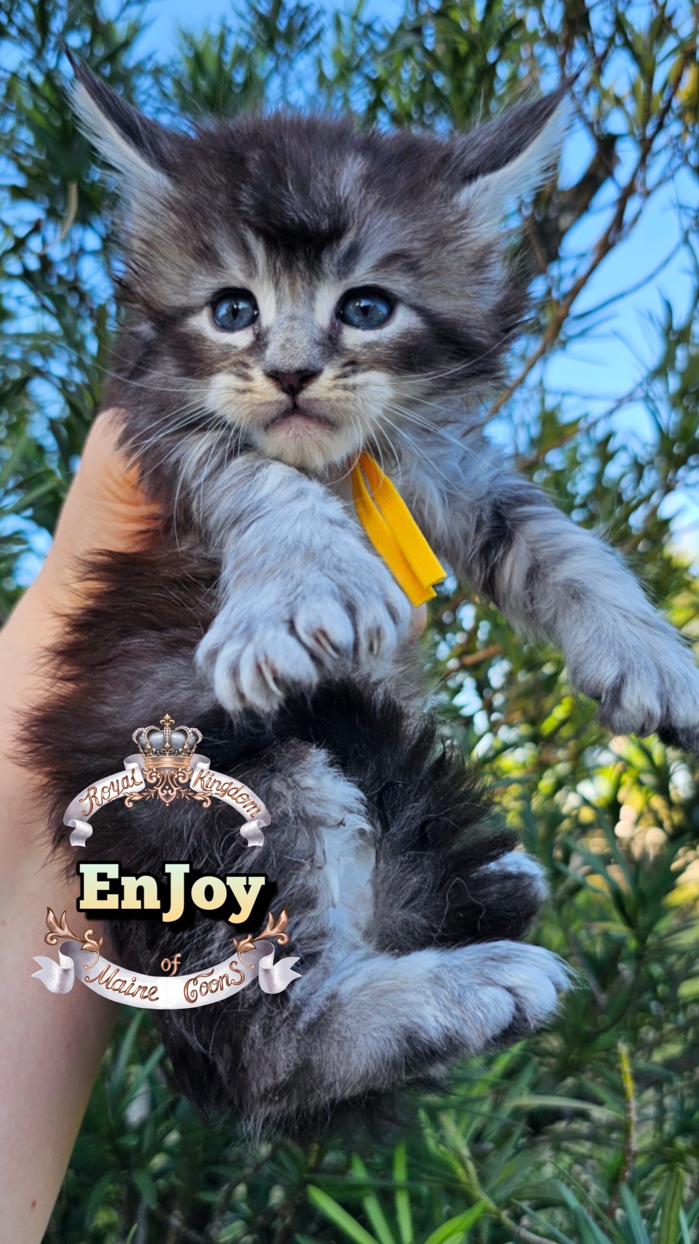 photocollage_202649211940638